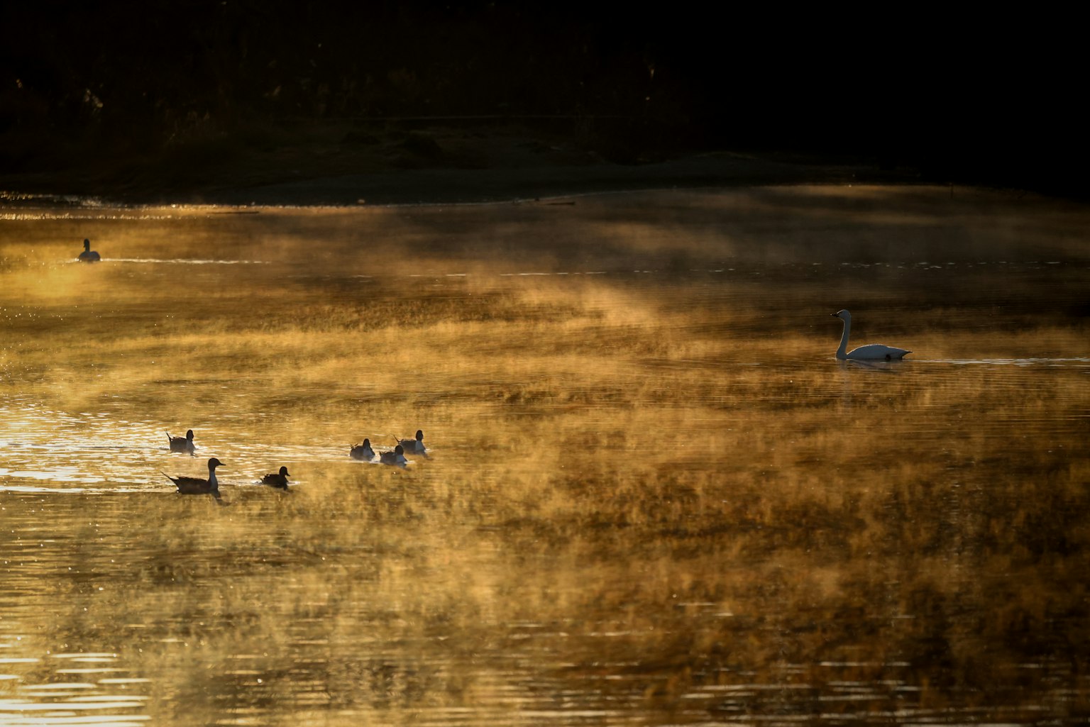 Enten schwimmen auf einem schimmernden goldenen See mit hohem Gras