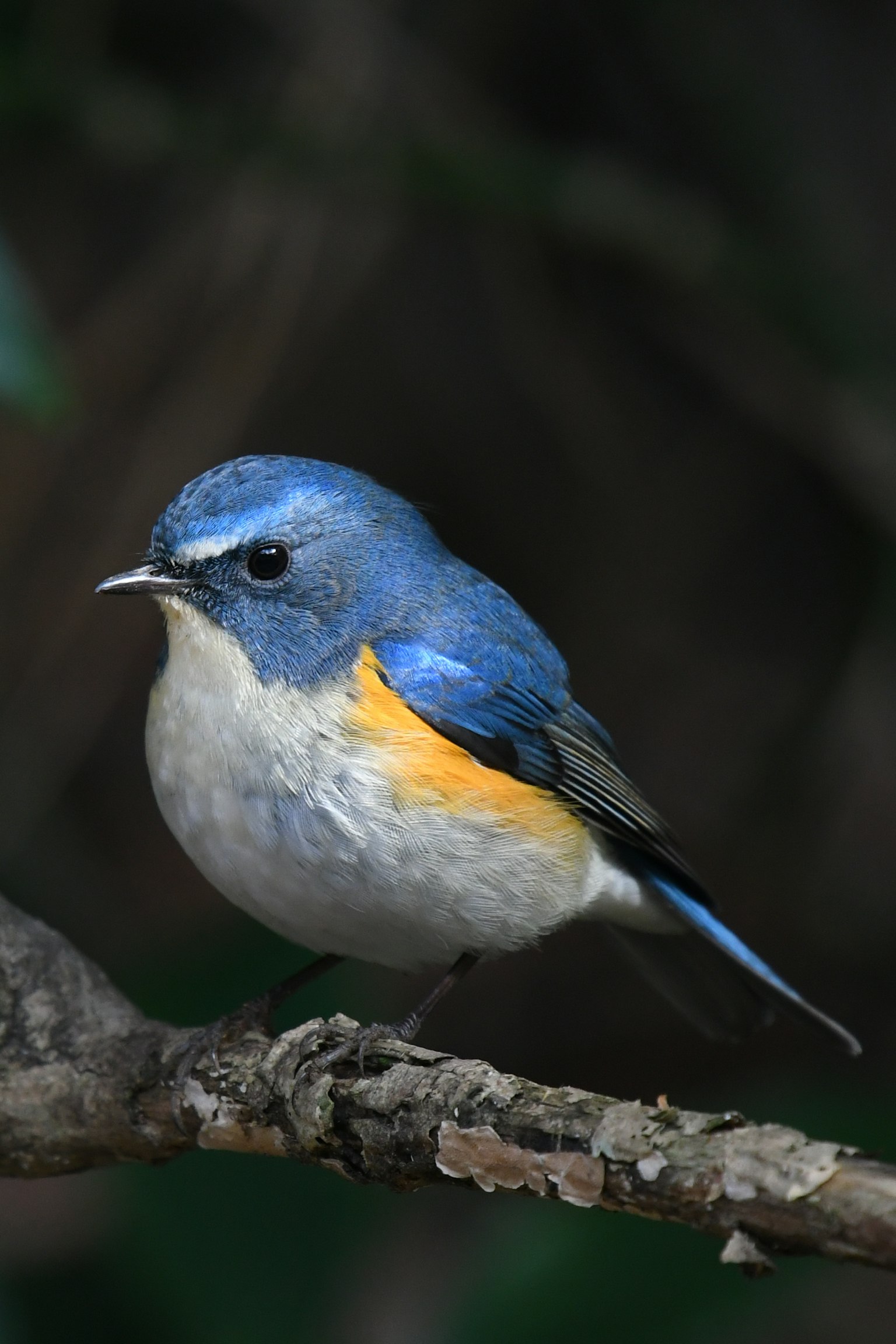 一隻藍色羽毛和橙色肚子的鳥停在樹枝上