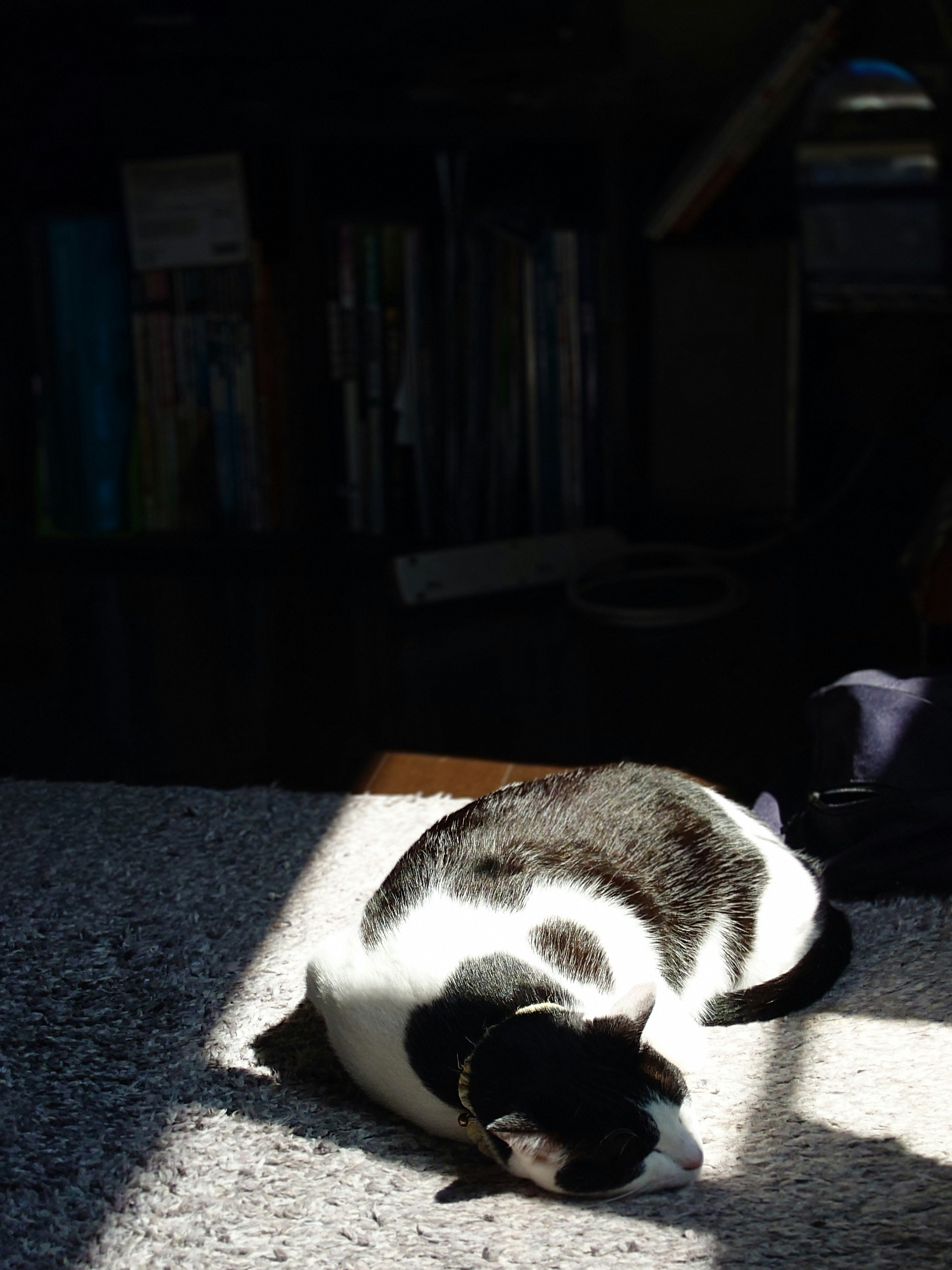 日なたで寝そべる白黒の猫