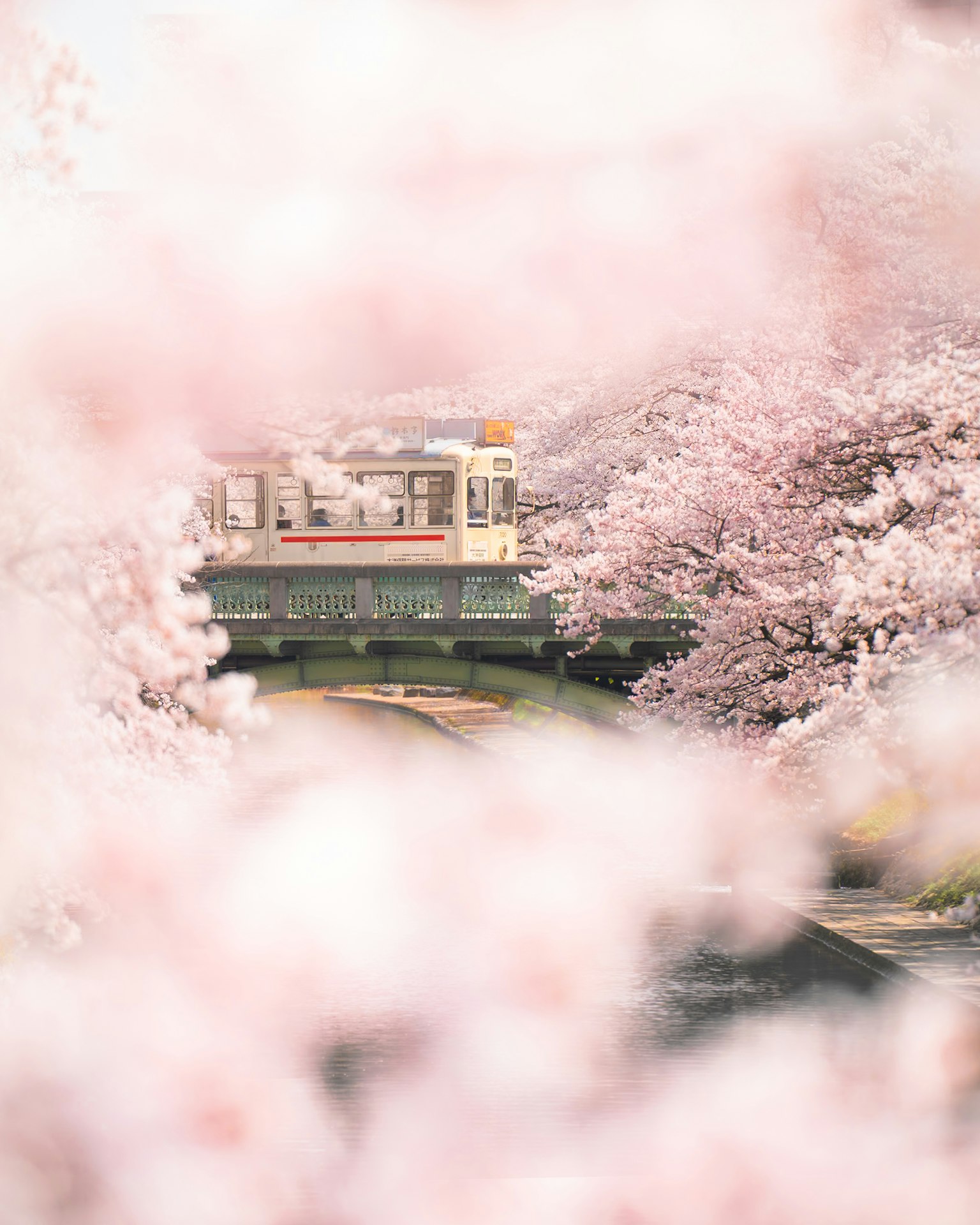 Vista panoramica di un fiume e di un ponte circondati da ciliegi in fiore