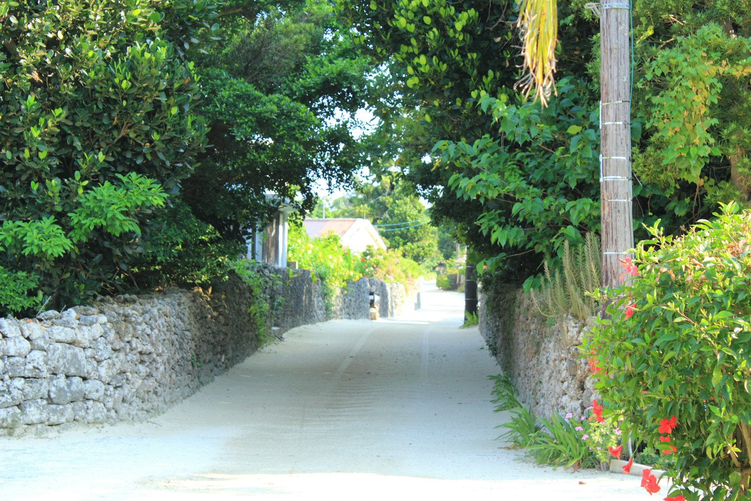 Un chemin tranquille entouré de verdure luxuriante et de murs en pierre