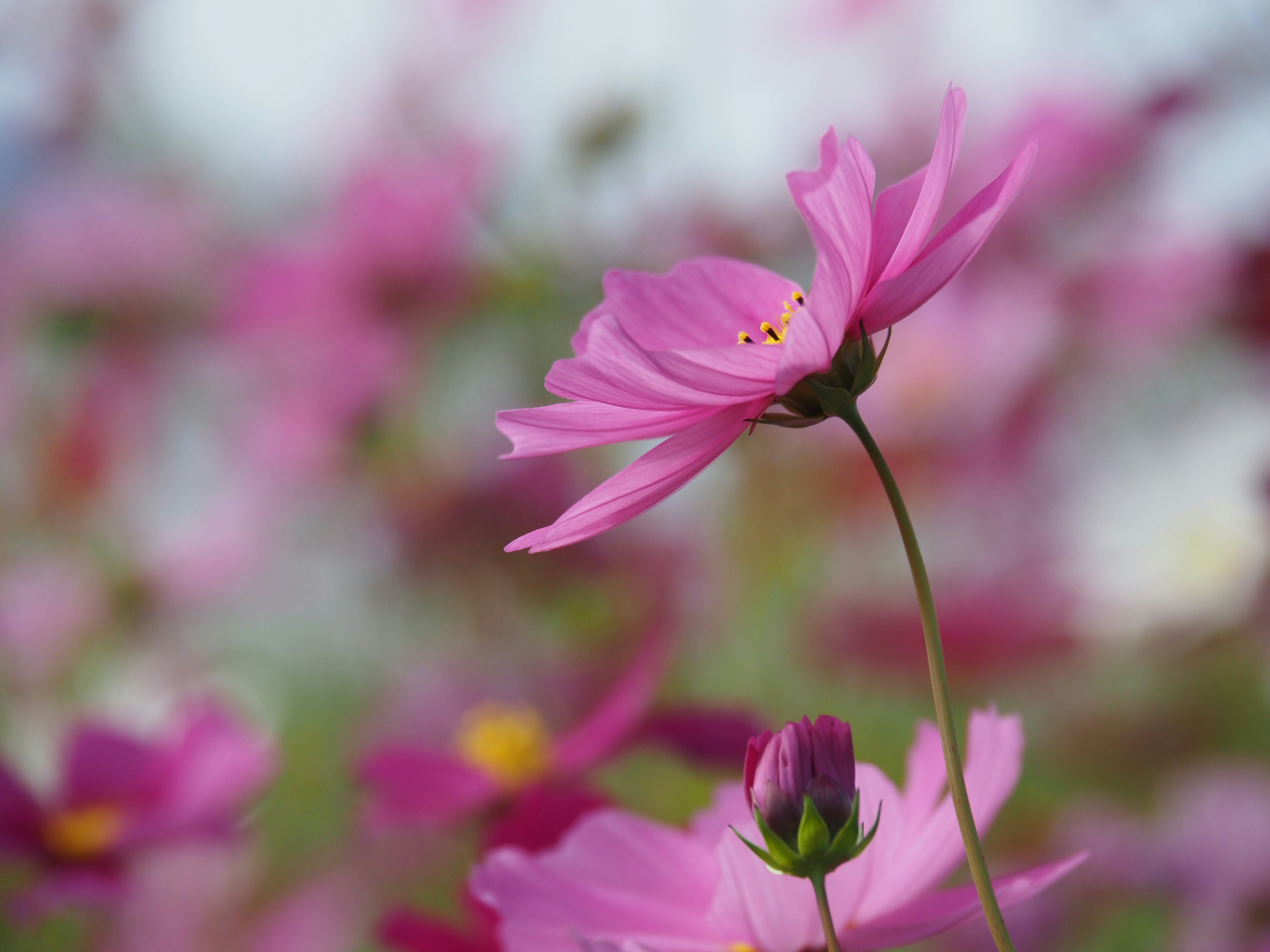 Rosa Kosmeen mit unscharfem Blütenhintergrund