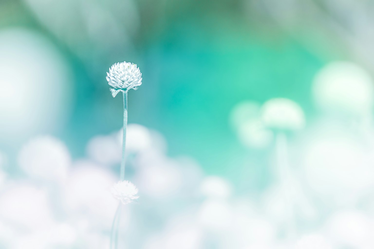 Un delicato bocciolo di fiore bianco spicca su uno sfondo sfocato e morbido
