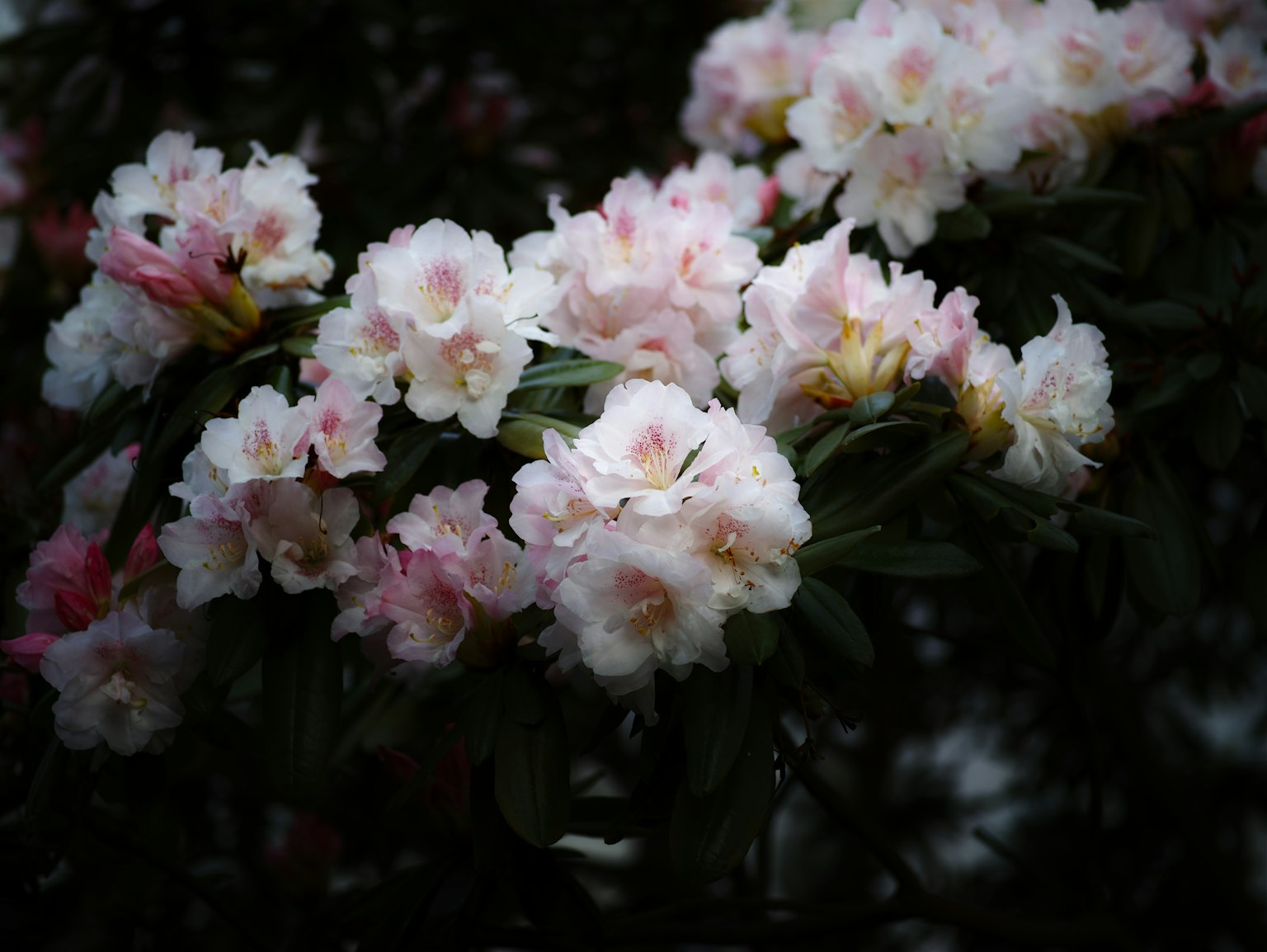 柔和粉色的杜鹃花枝