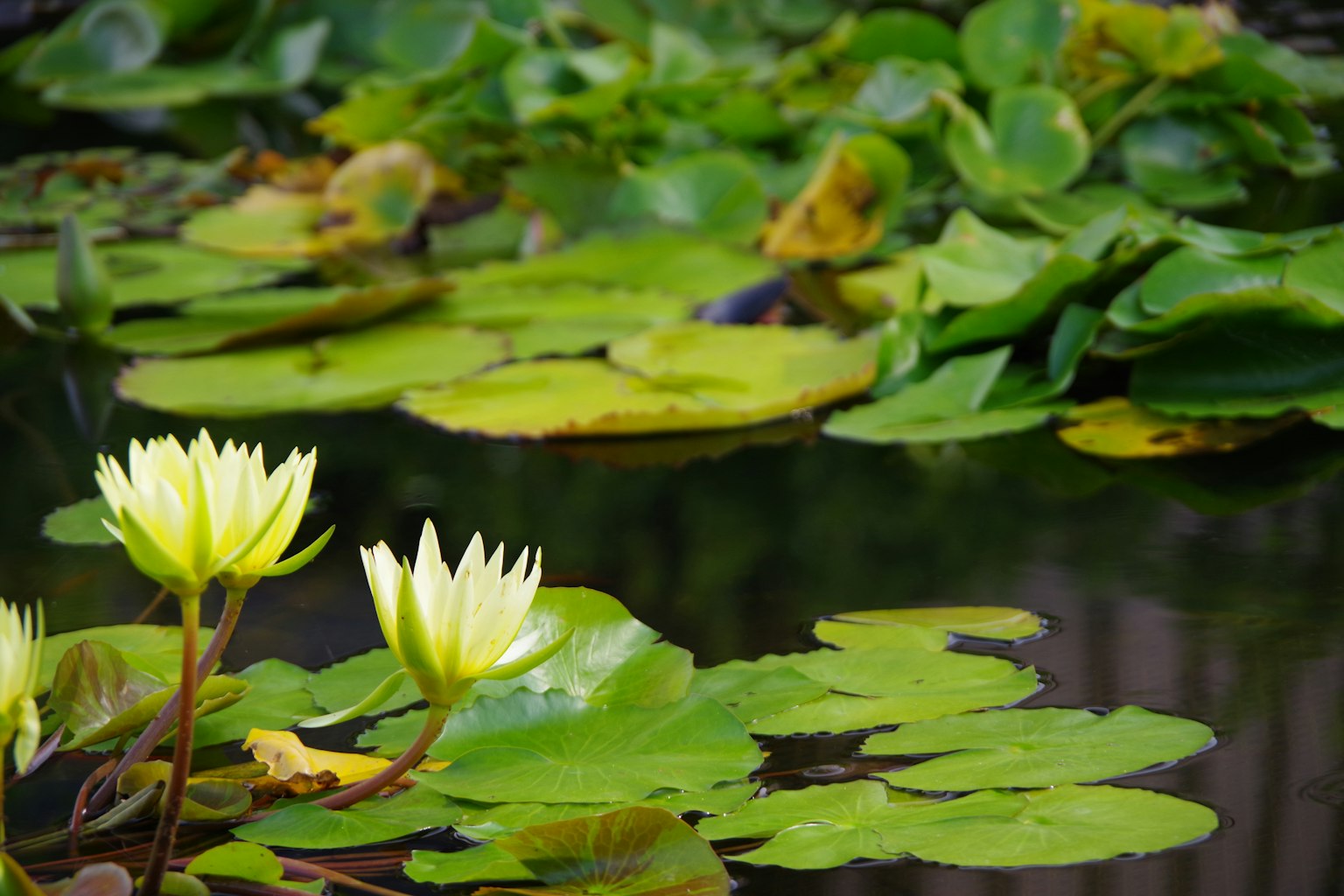 Nénuphars blancs et feuilles vertes flottant à la surface d'un étang