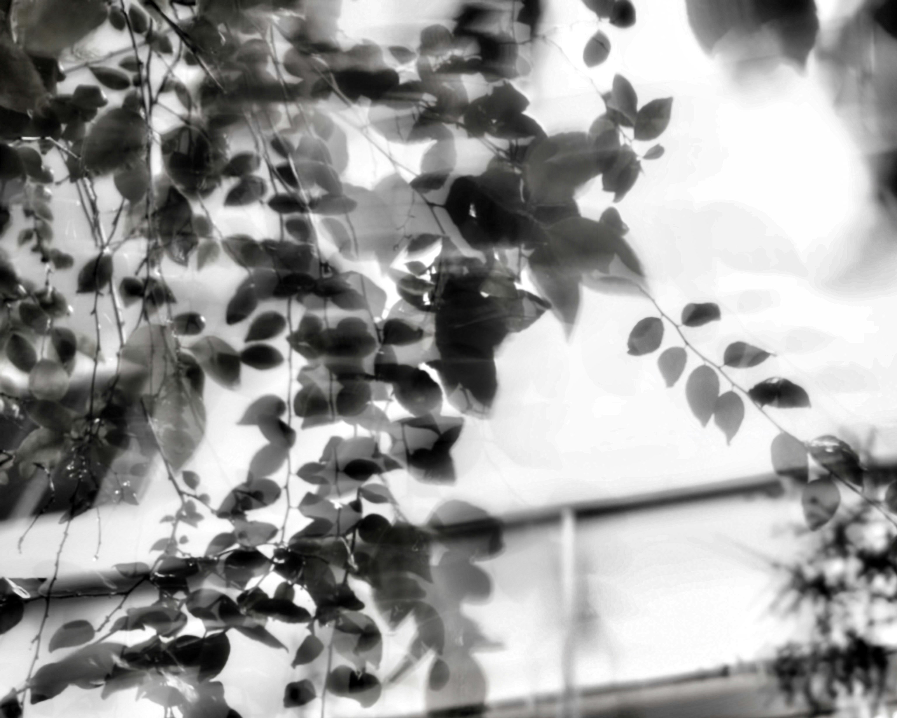 textura abstracta monocroma con luz, hojas y sombras persistentes