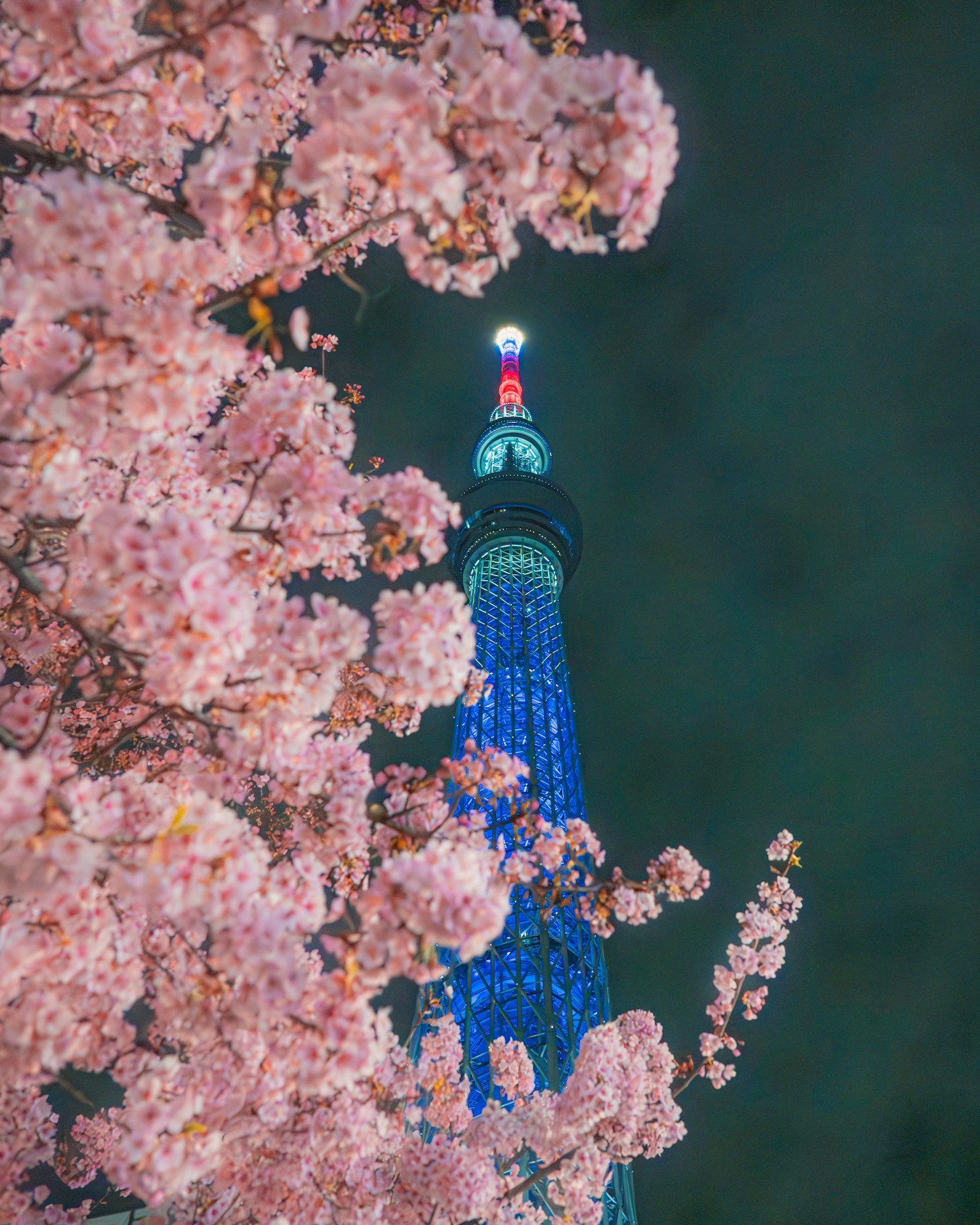 東京スカイツリーと桜の花が夜に照らされている風景