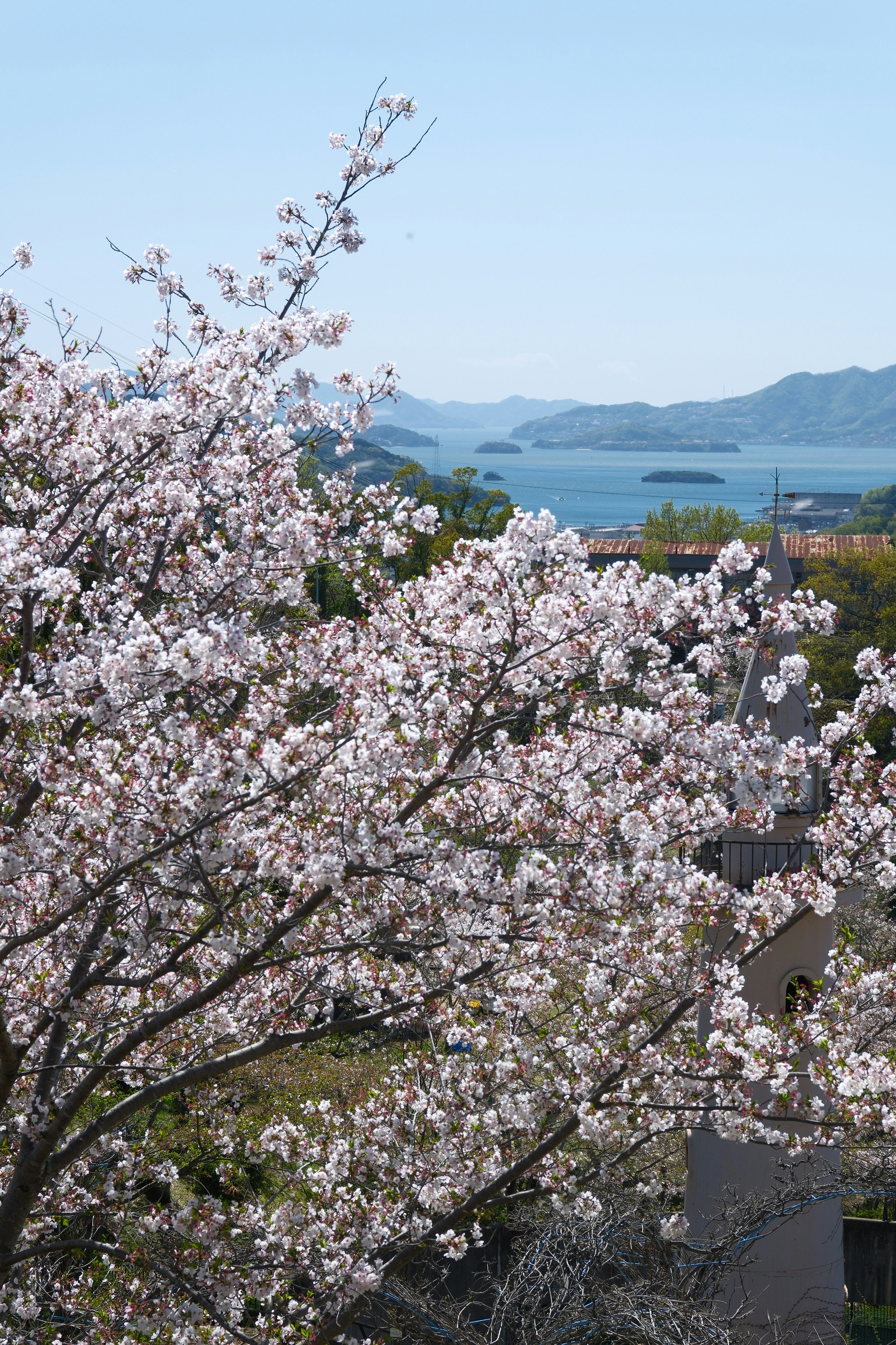 尾道市の千光寺公園で咲く桜と瀬戸内の海景色