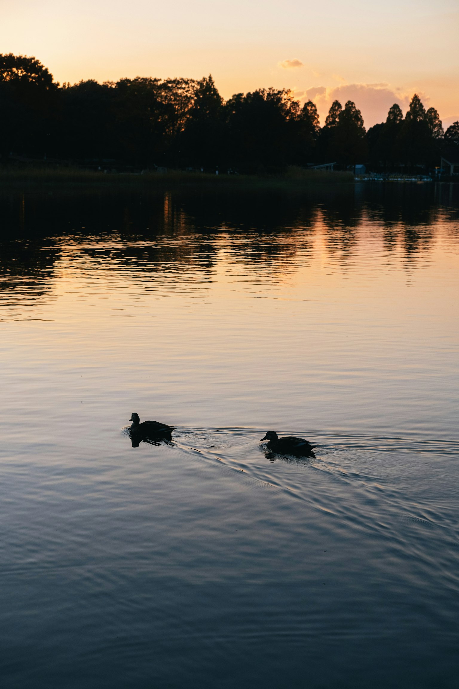 Deux canards nageant sur un lac tranquille au coucher du soleil