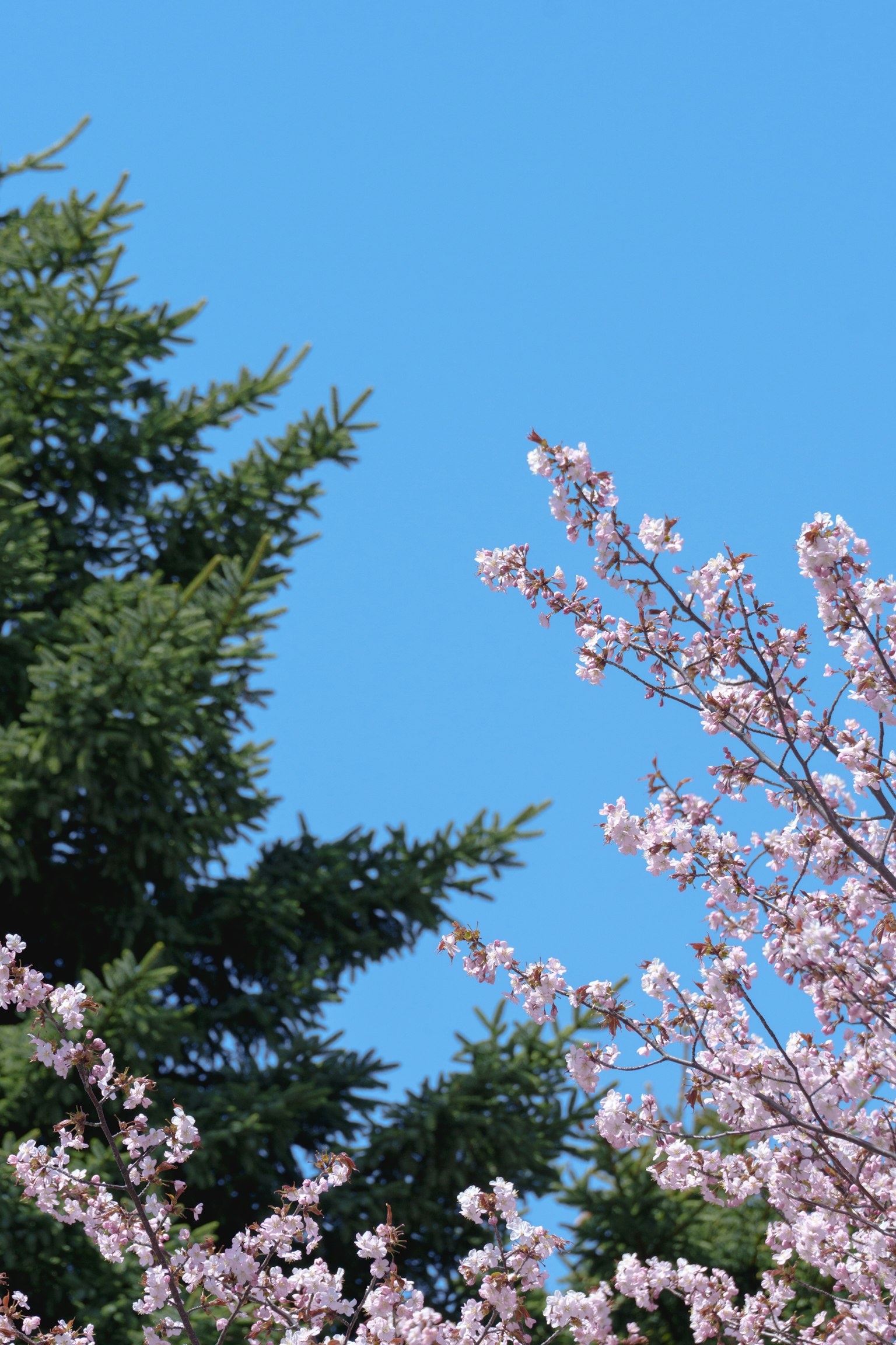 Cherry blossoms and green conifer tree against blue sky