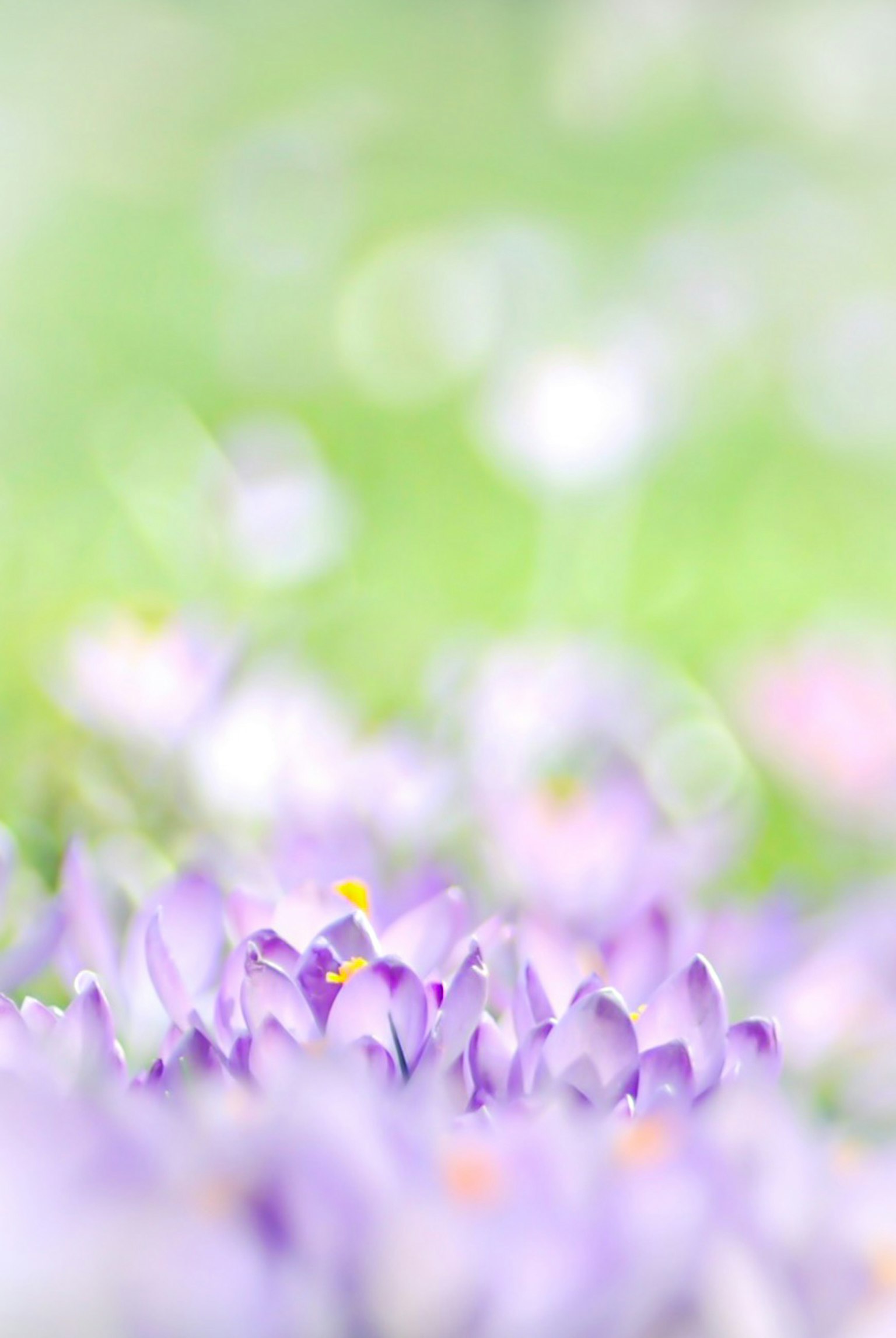 การซูมดอกไม้สีม่วงที่เบ่งบานบนพื้นหลังสีเขียวอ่อน