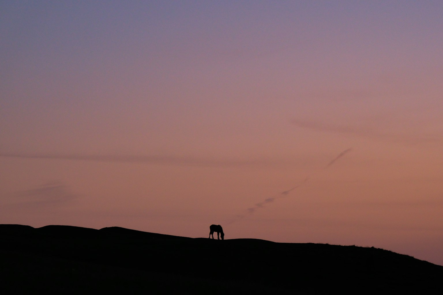 Silhouette di un cavallo in piedi contro un cielo al crepuscolo
