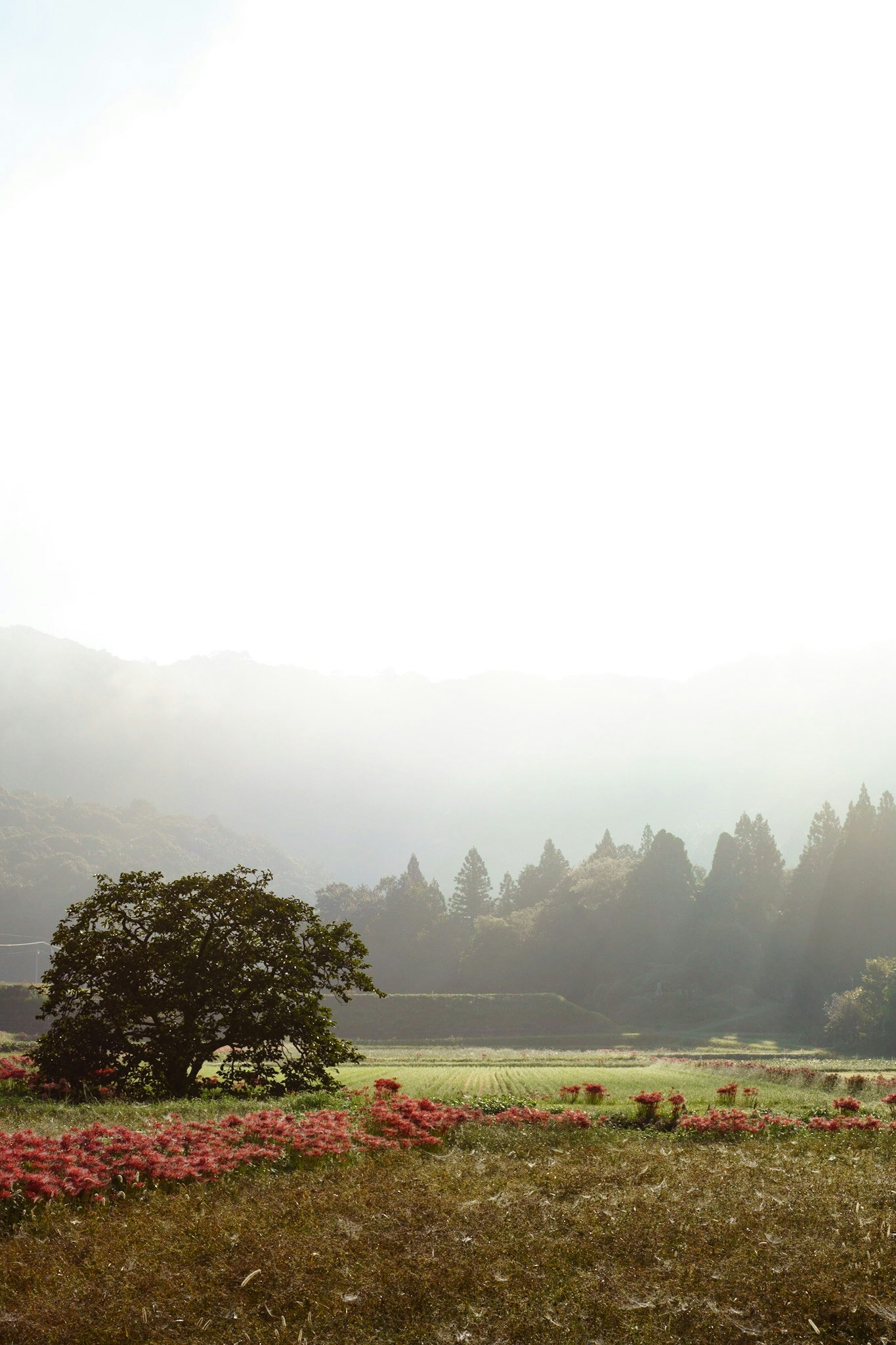 清晨薄雾中的乡村风景与红色彼岸花