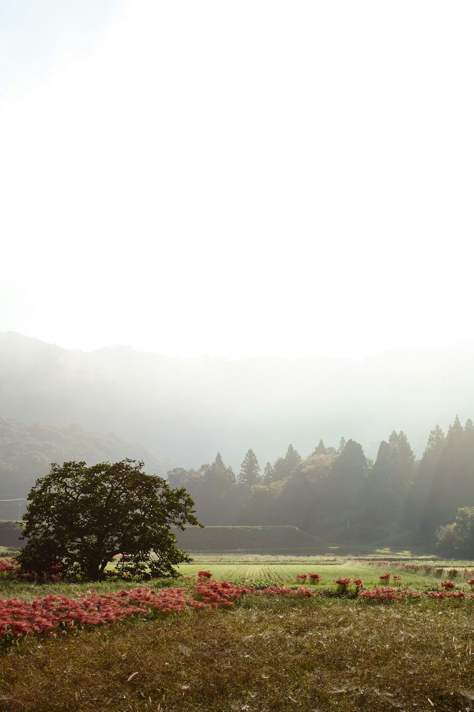 Un paysage serein avec des fleurs et un arbre dans la brume