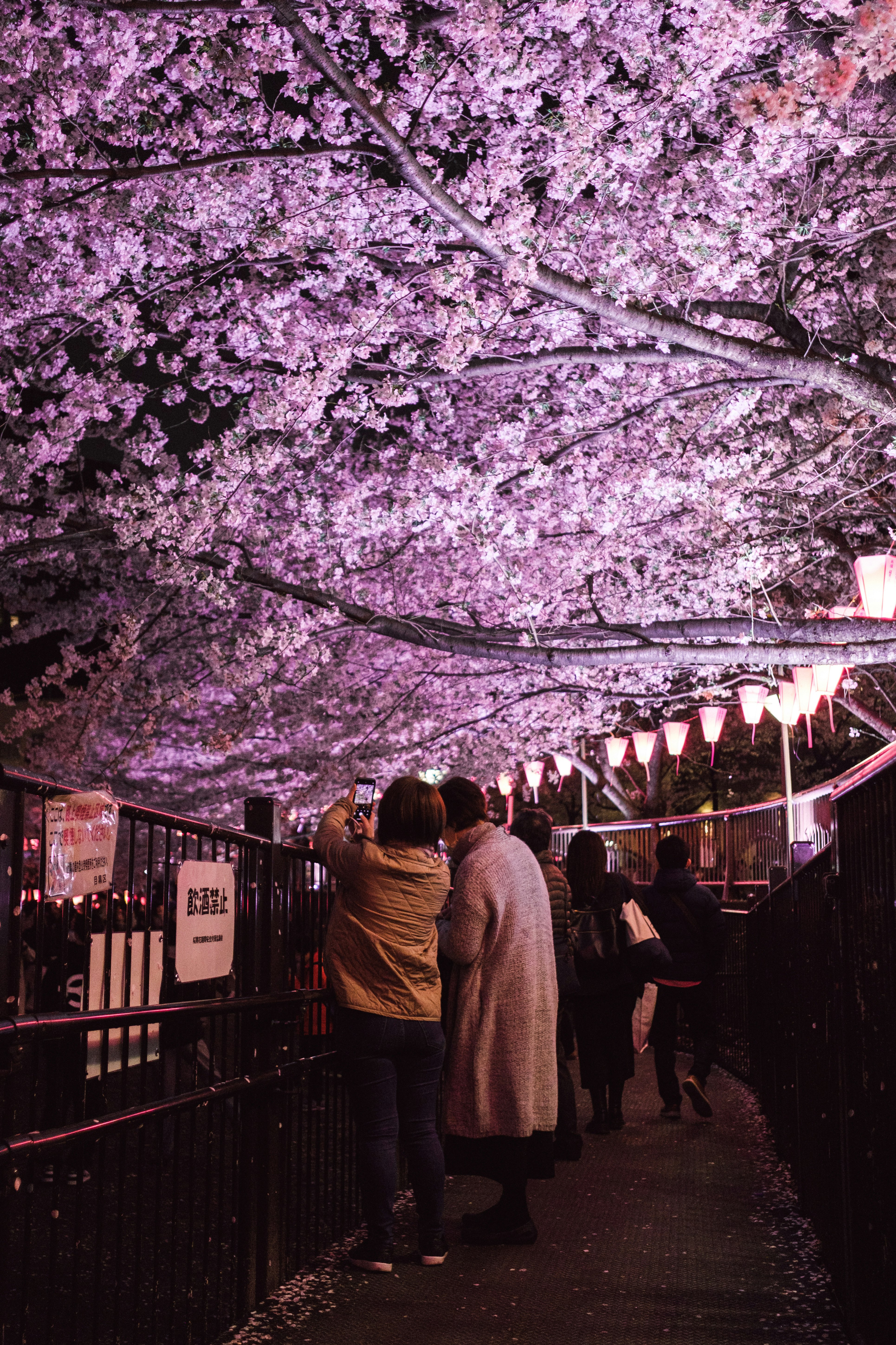 桜並木の下を歩く人々の夜景