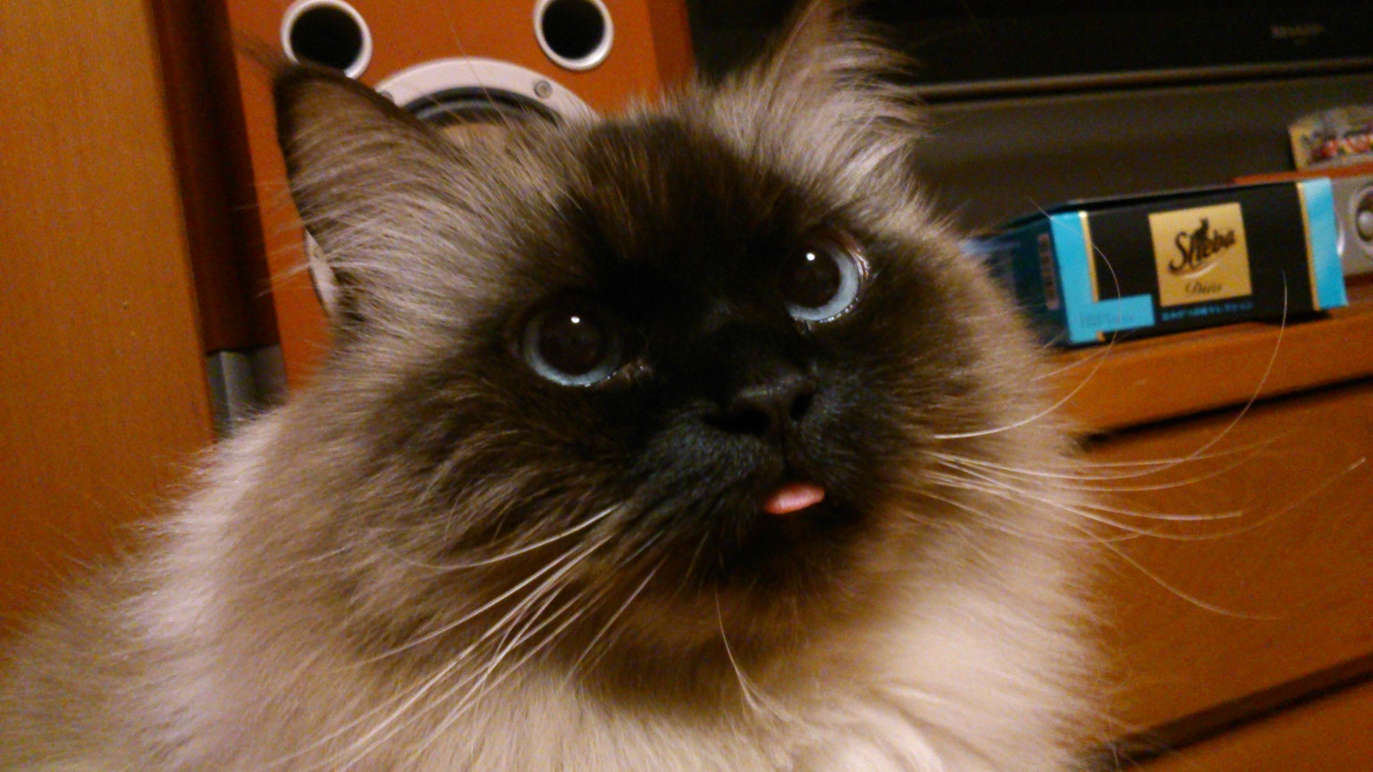 Un gatto con un volto distintivo che mostra la lingua