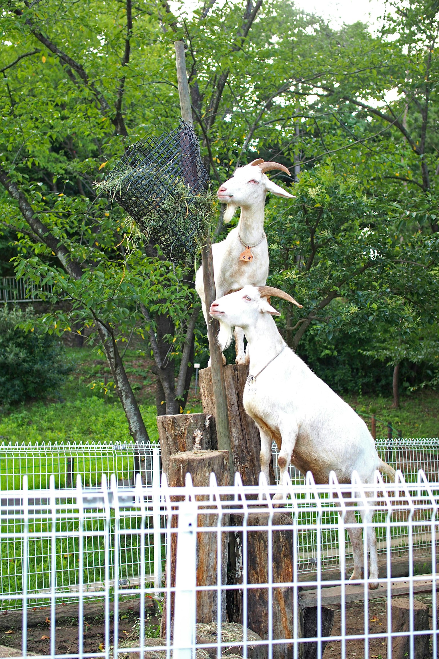 Dua kambing berdiri di atas tunggul kayu dengan latar belakang hijau
