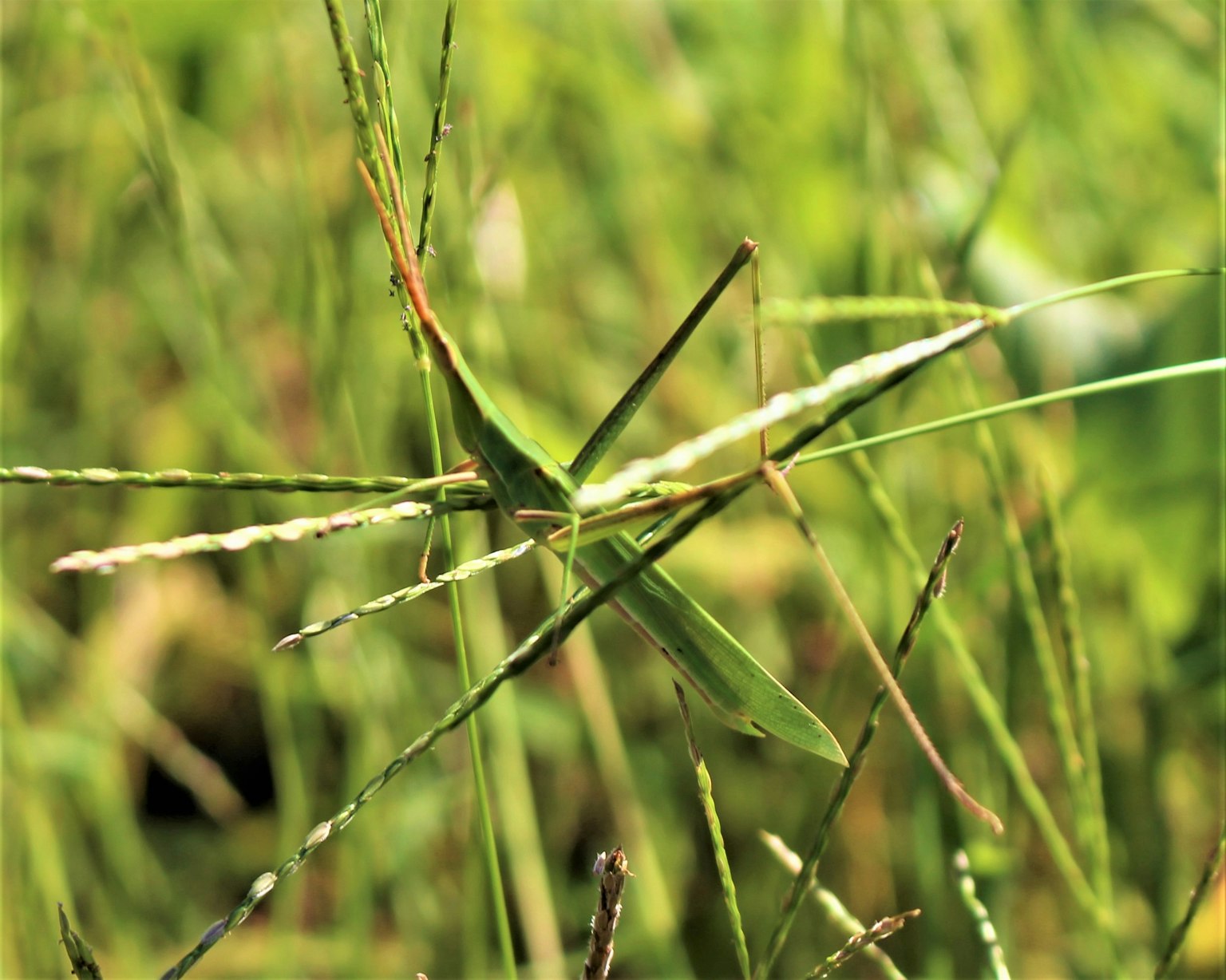 Nahaufnahme einer Heuschrecke, die sich im grünen Gras tarnt