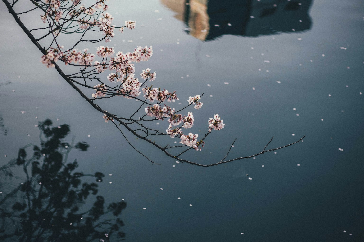 樱花在静水中的倒影