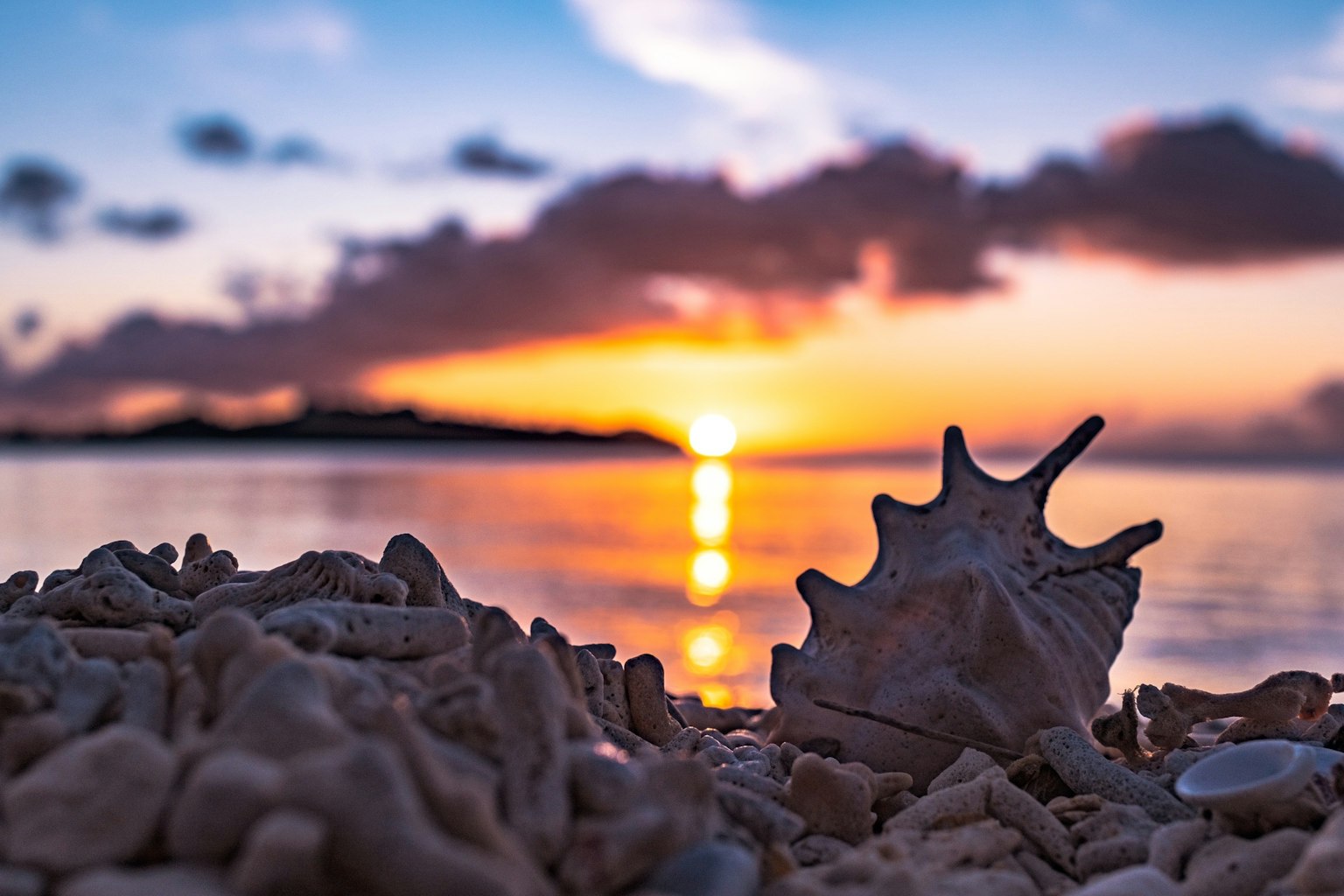Primo piano di una conchiglia con un tramonto sull'oceano