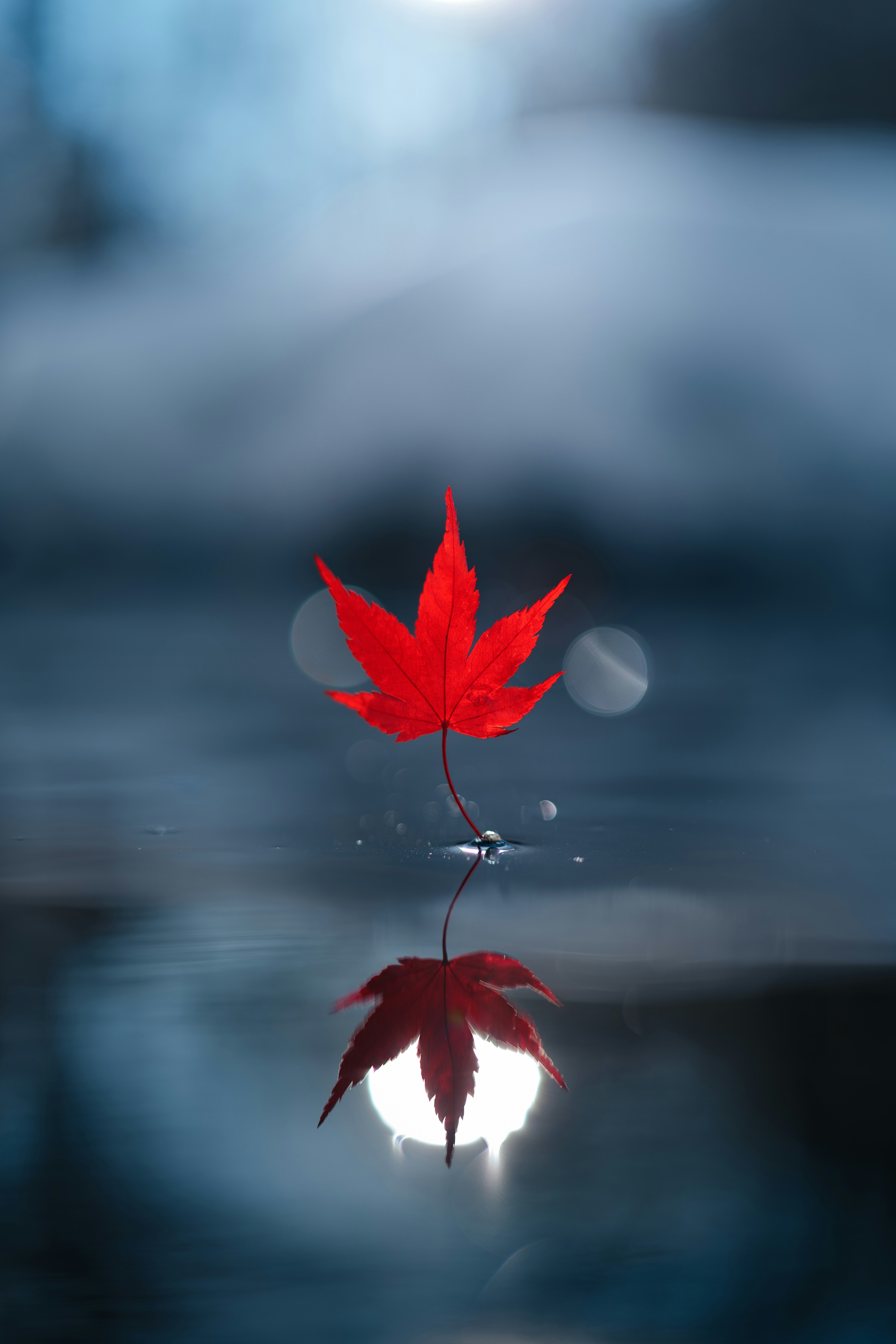 水面倒影中的秋葉楓葉