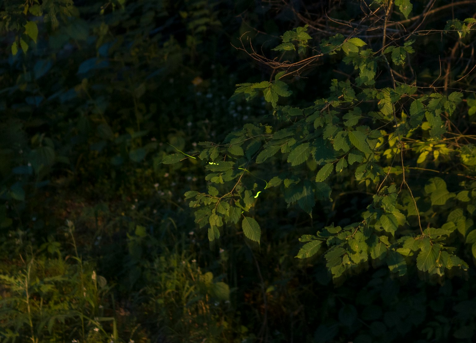 Primo piano di foglie verdi e piante in una foresta poco illuminata