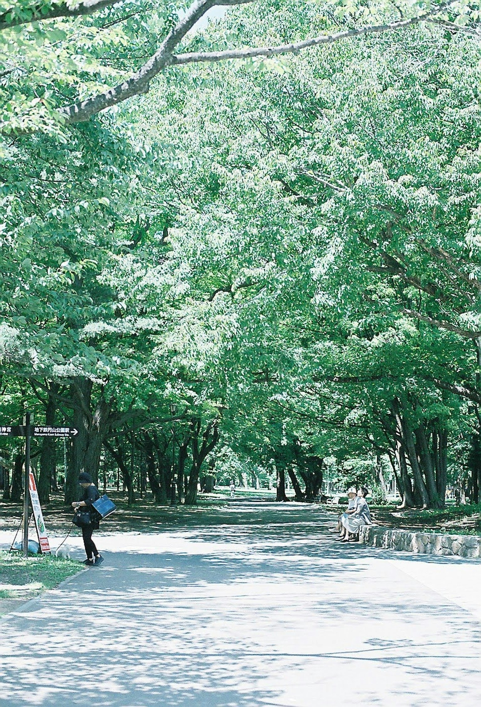 Personnes marchant sur un chemin bordé d'arbres dans un parc verdoyant