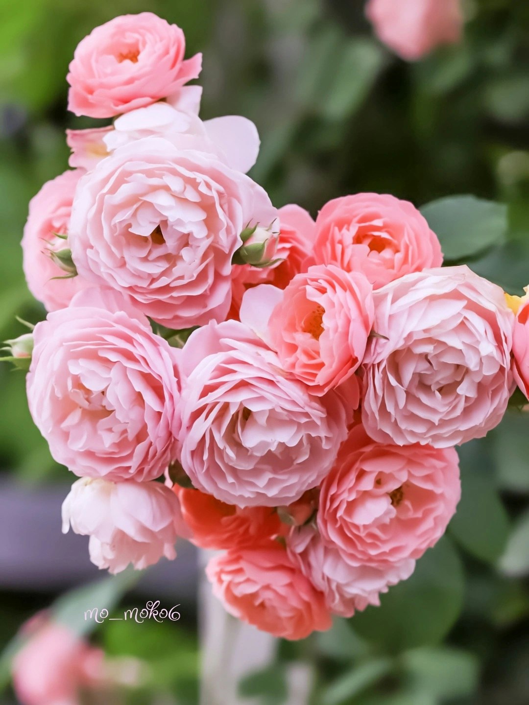 ピンクのオレンジ系バラの花束のようなクローズアップ