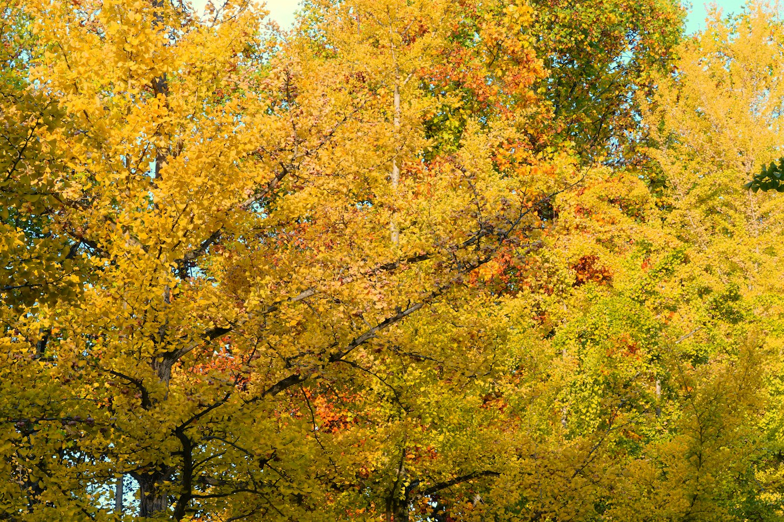 Nahaufnahme von Herbstbäumen mit lebhaften gelben und orangefarbenen Blättern