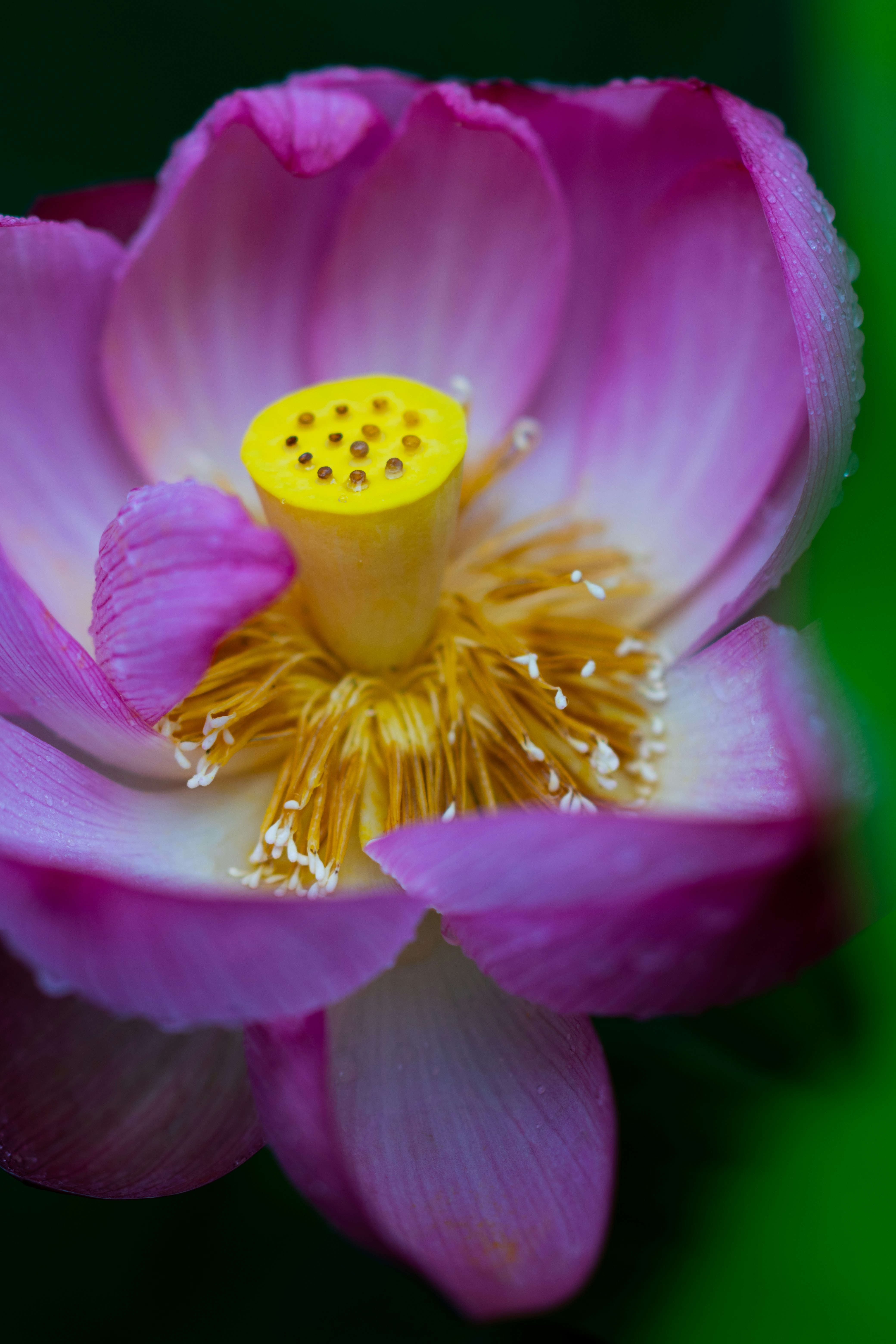 蓮の花の中心部を鮮明に捉えたマクロ画像