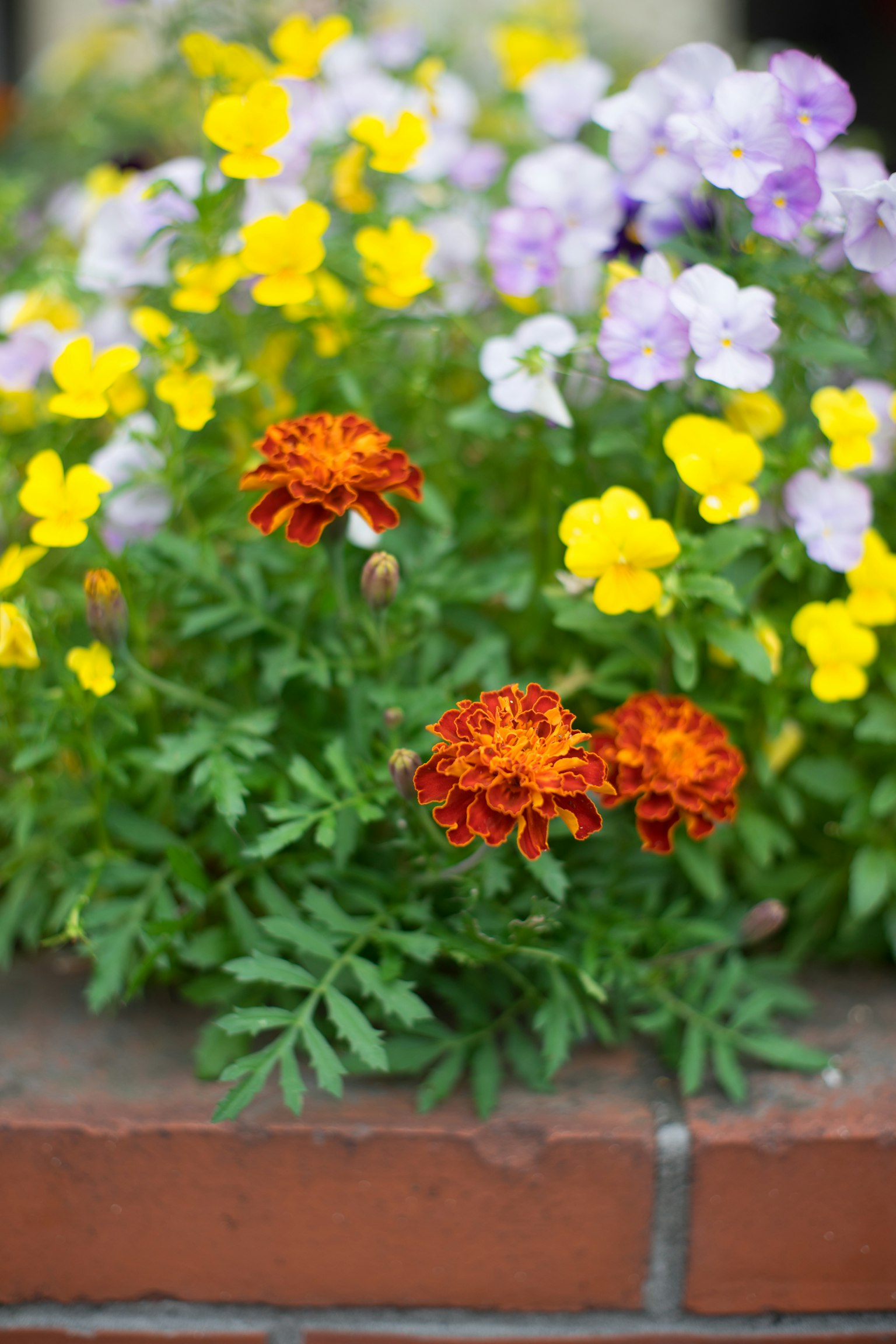 Marigold oranye cerah dan pansy kuning mekar di taman bunga