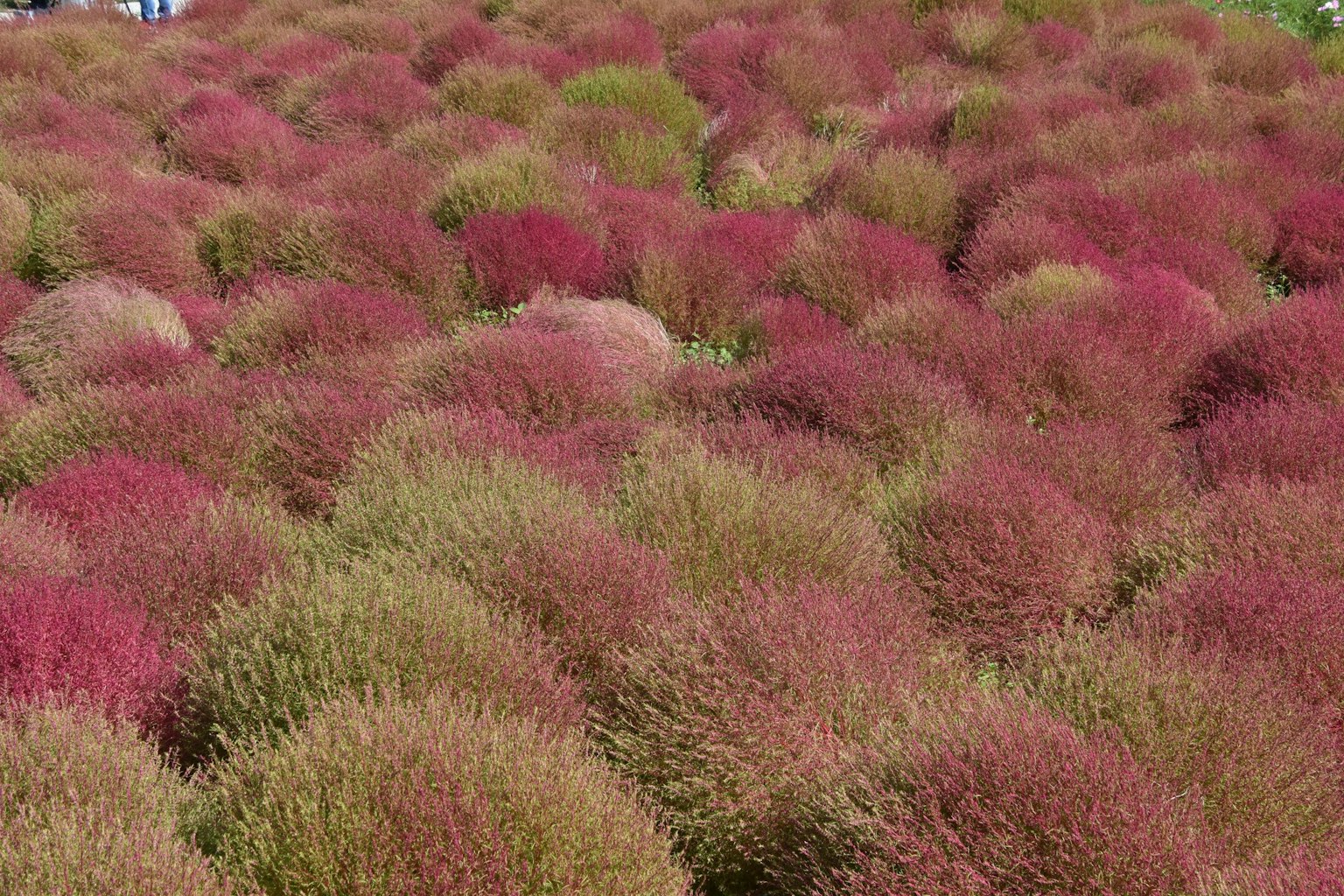 Champ coloré de plantes Kochia aux teintes variées