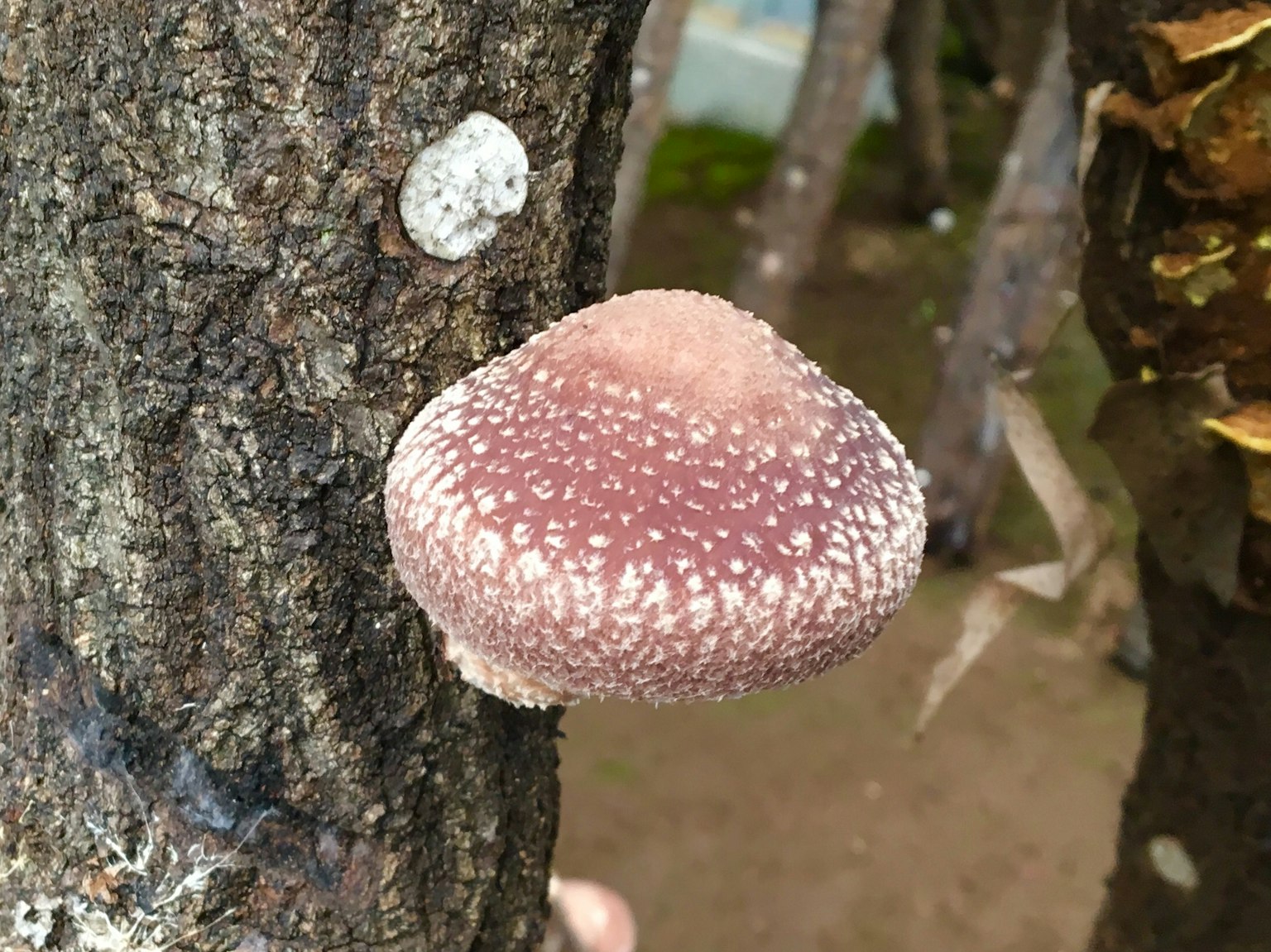 เห็ดชิตาเกะที่เติบโตบนลำต้นของต้นไม้