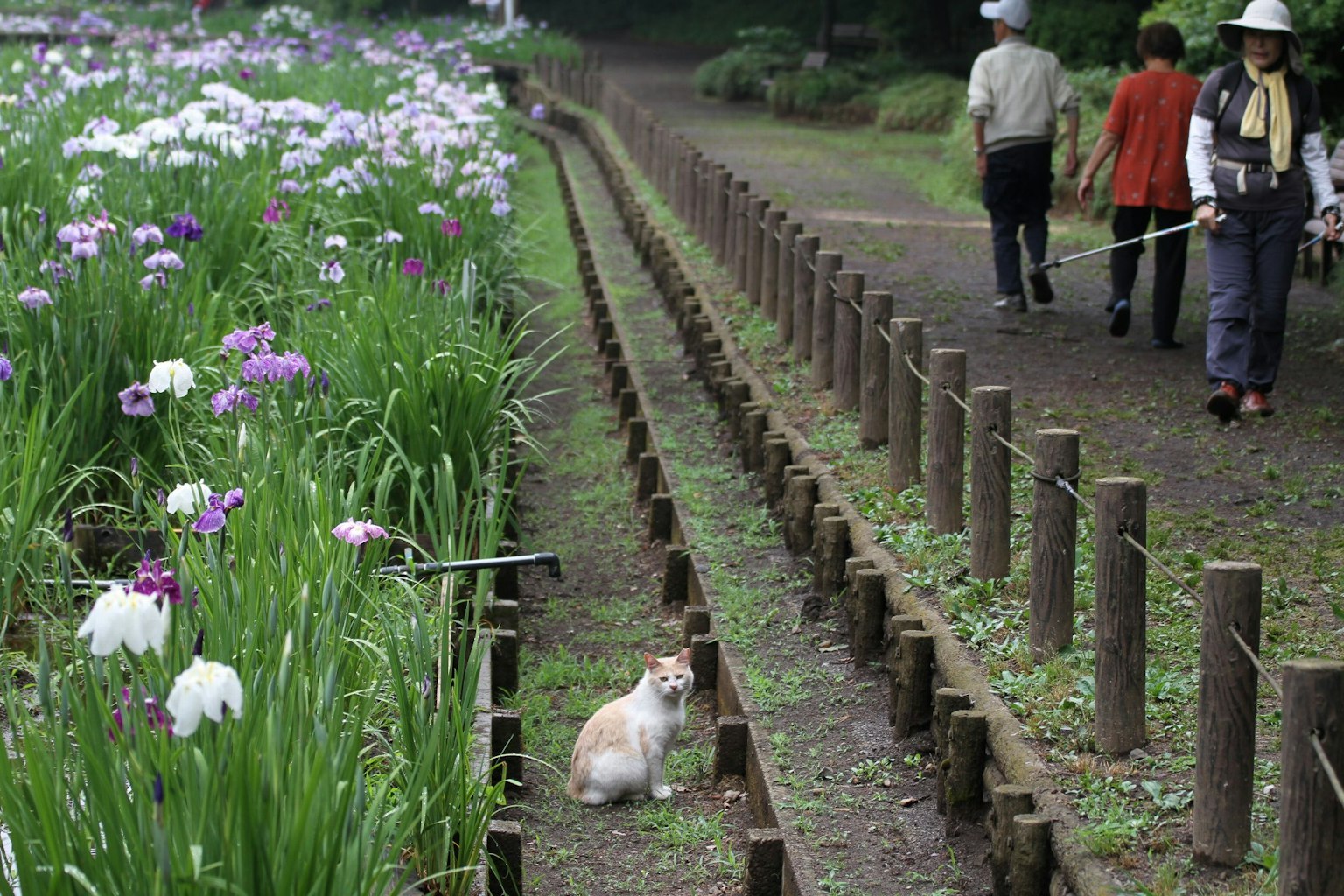 Một con mèo ngồi bên cạnh vườn hoa trong khi mọi người đi bộ trên con đường