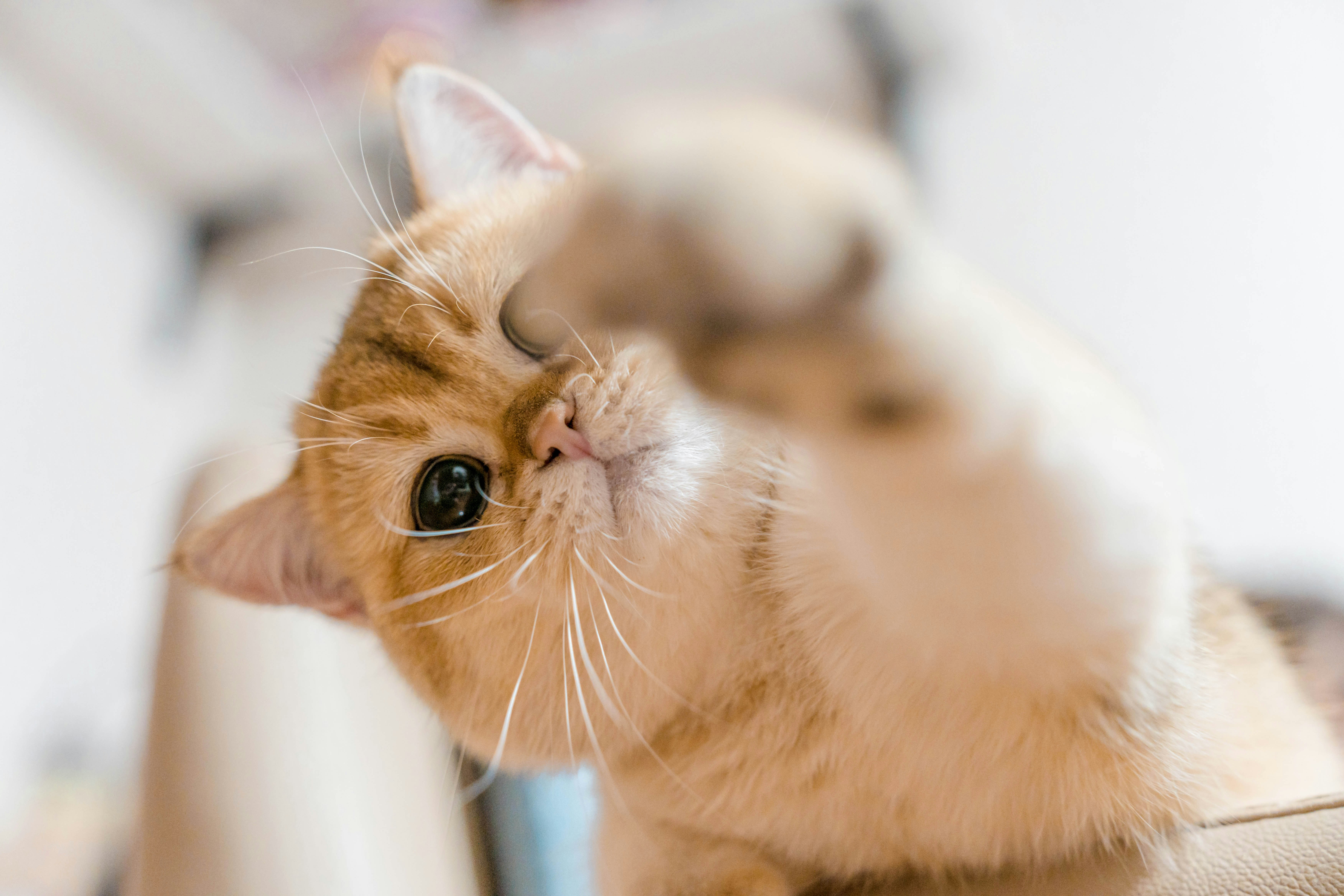 メガネをかけたような表情の猫