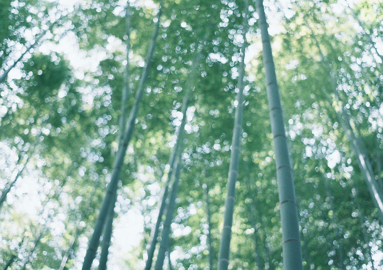 rừng tre xanh