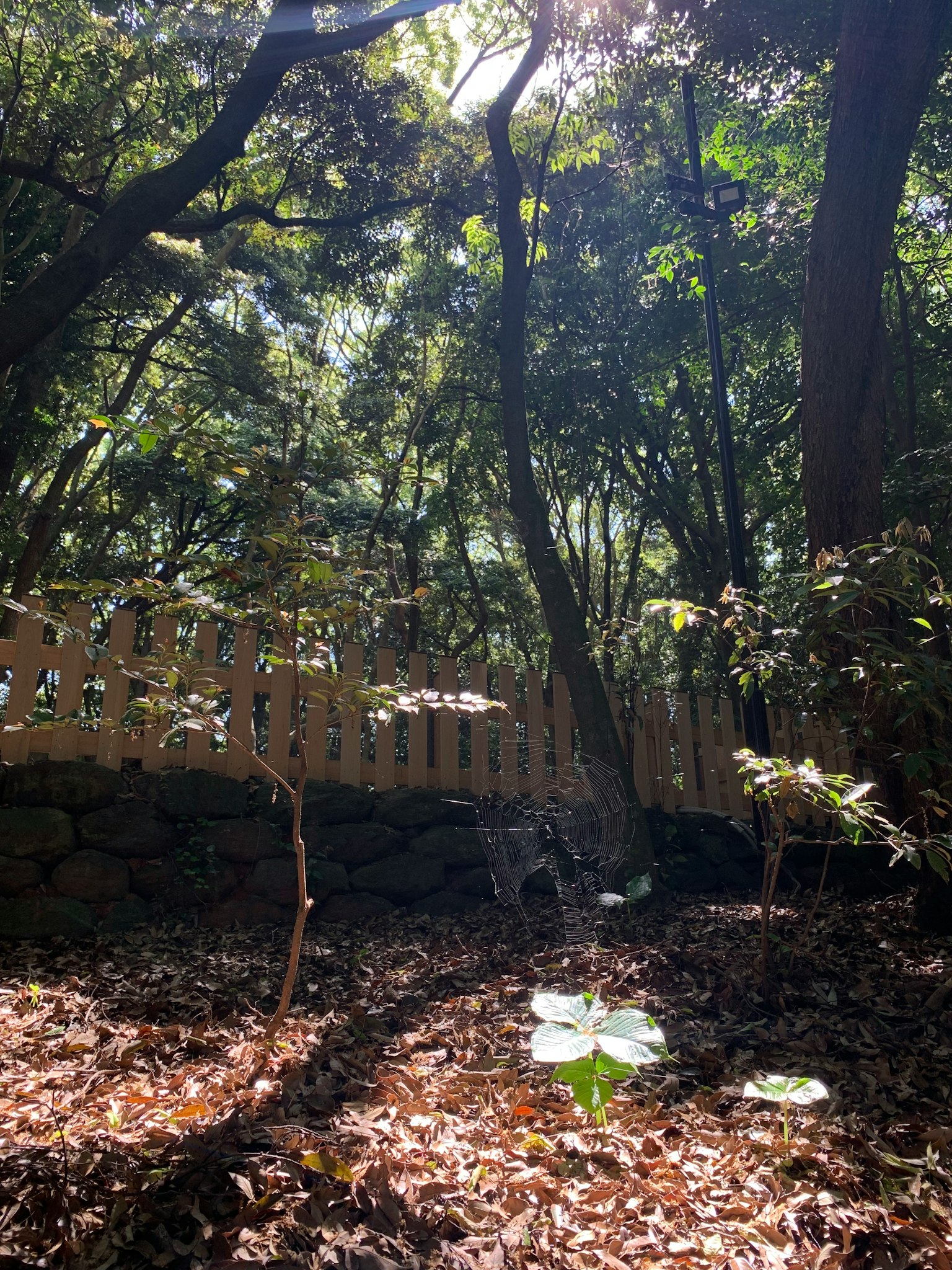 Sunlight filtering through trees with scattered leaves on the ground