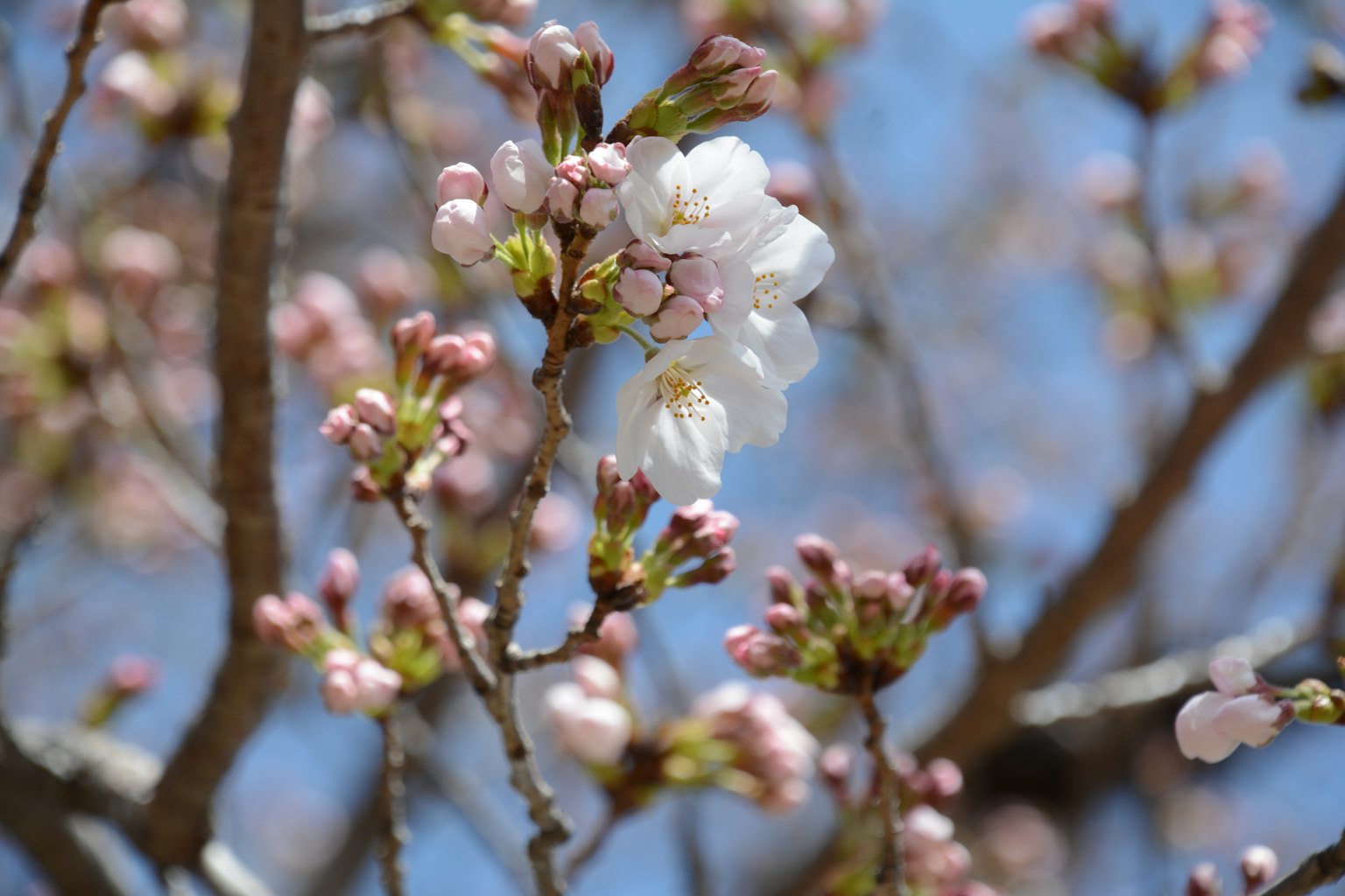 Close-up of cherry blossom tree branches with blooming flowers