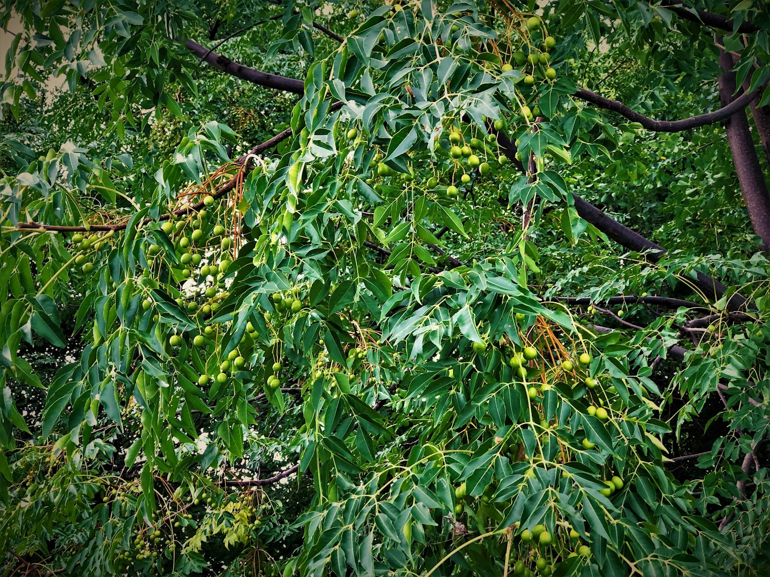 Close-up of a tree with green leaves and small flowers