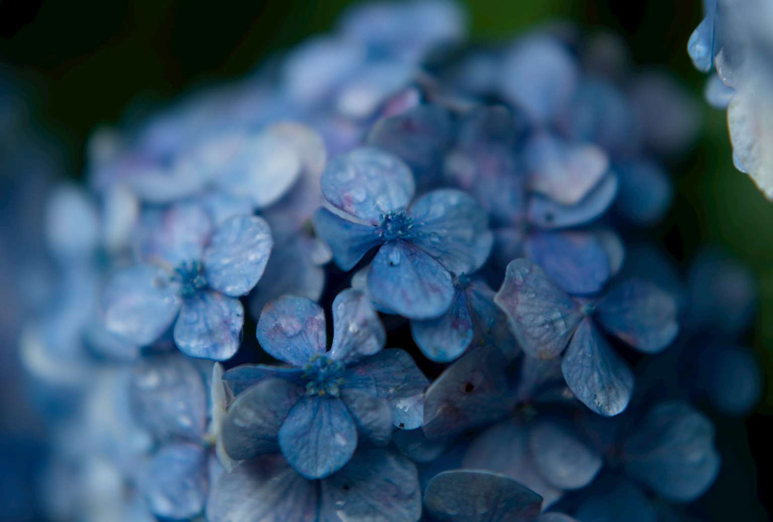 蓝色花瓣的绣球花特写
