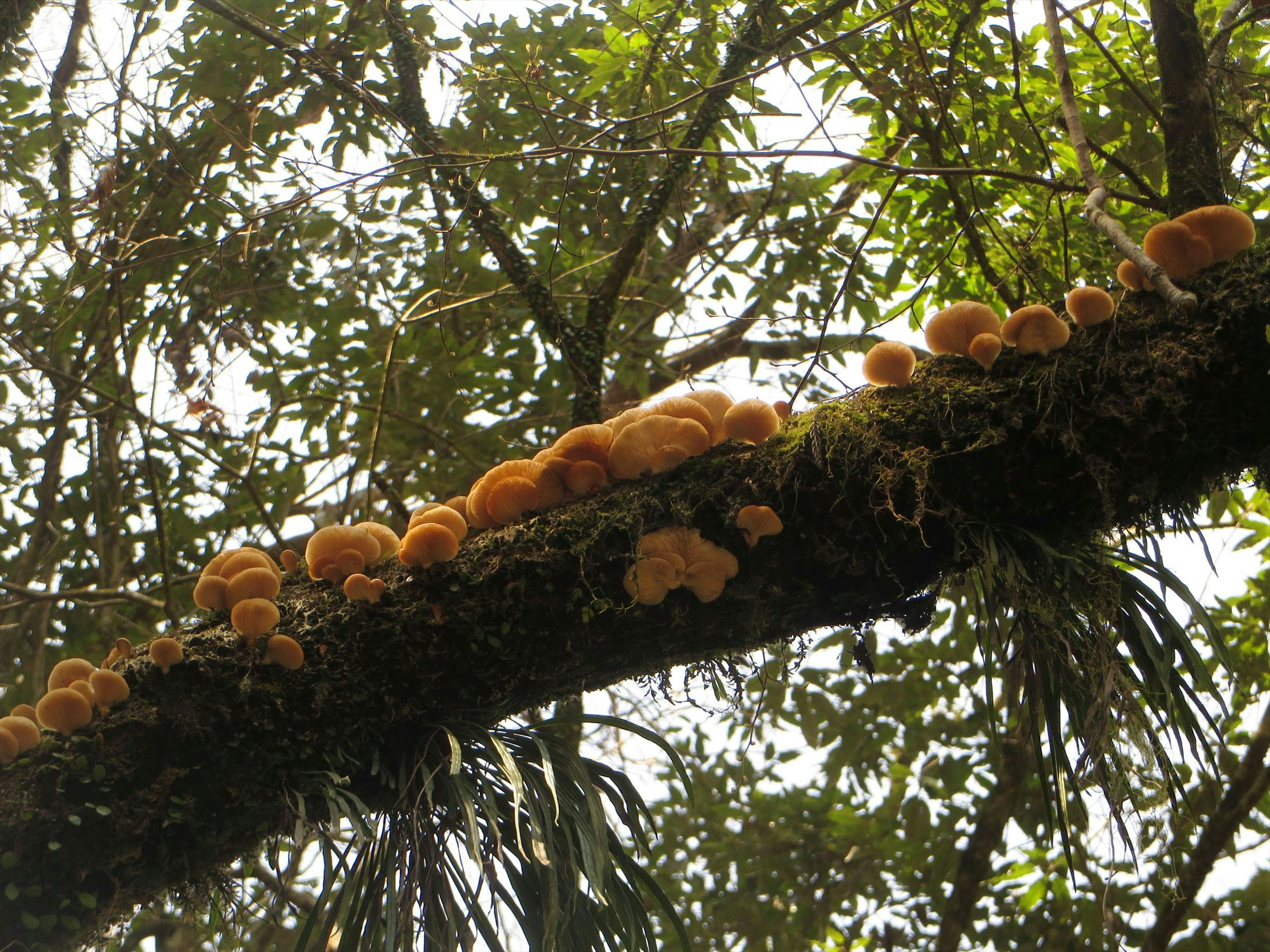 amas de champignons orange sur des branches d’arbre
