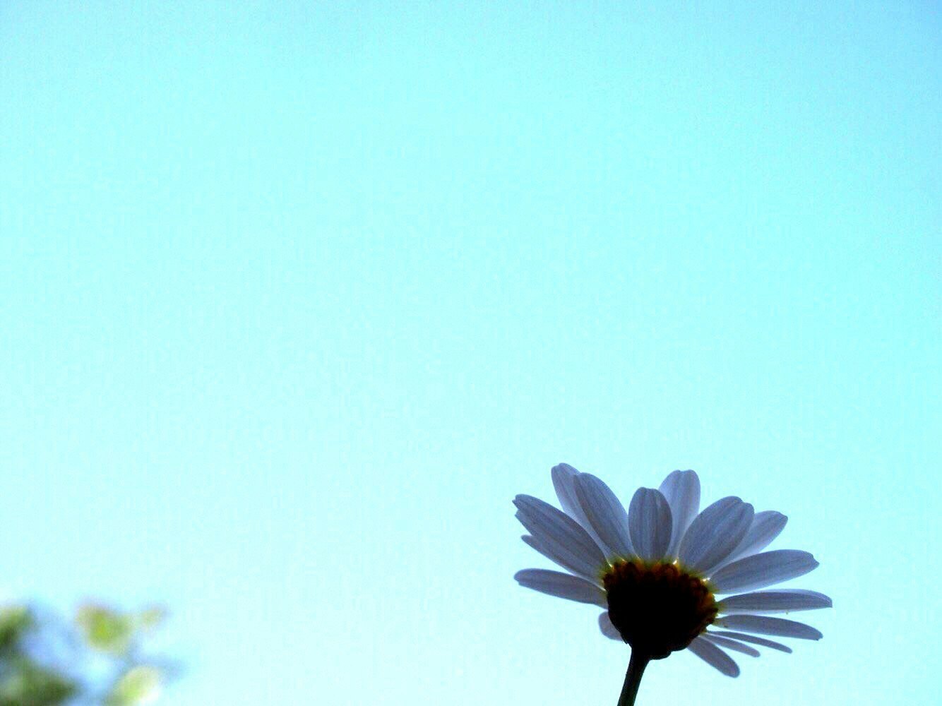 青空の下で咲く小さなデイジーの花