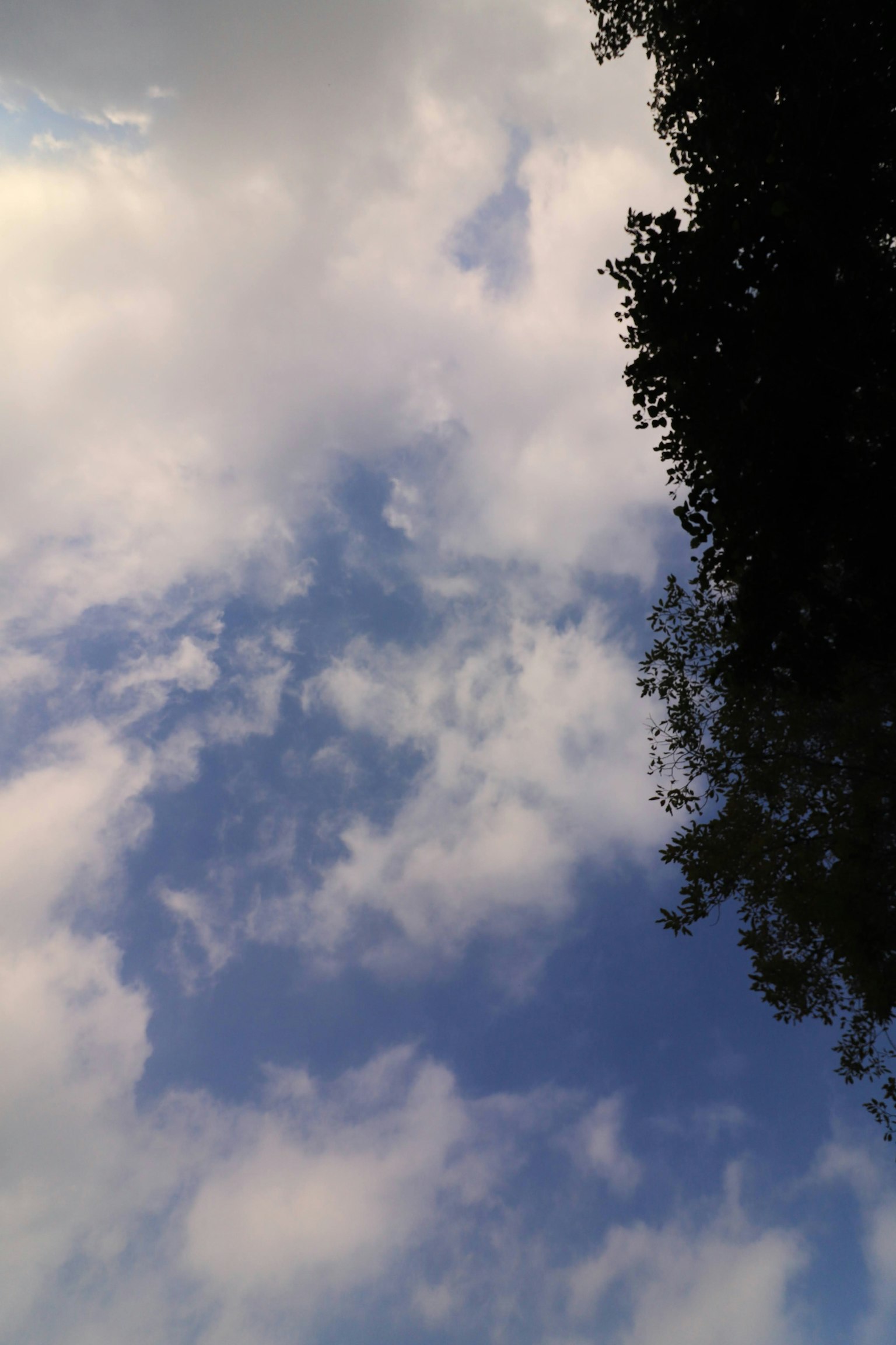樹木輪廓與藍天和白雲
