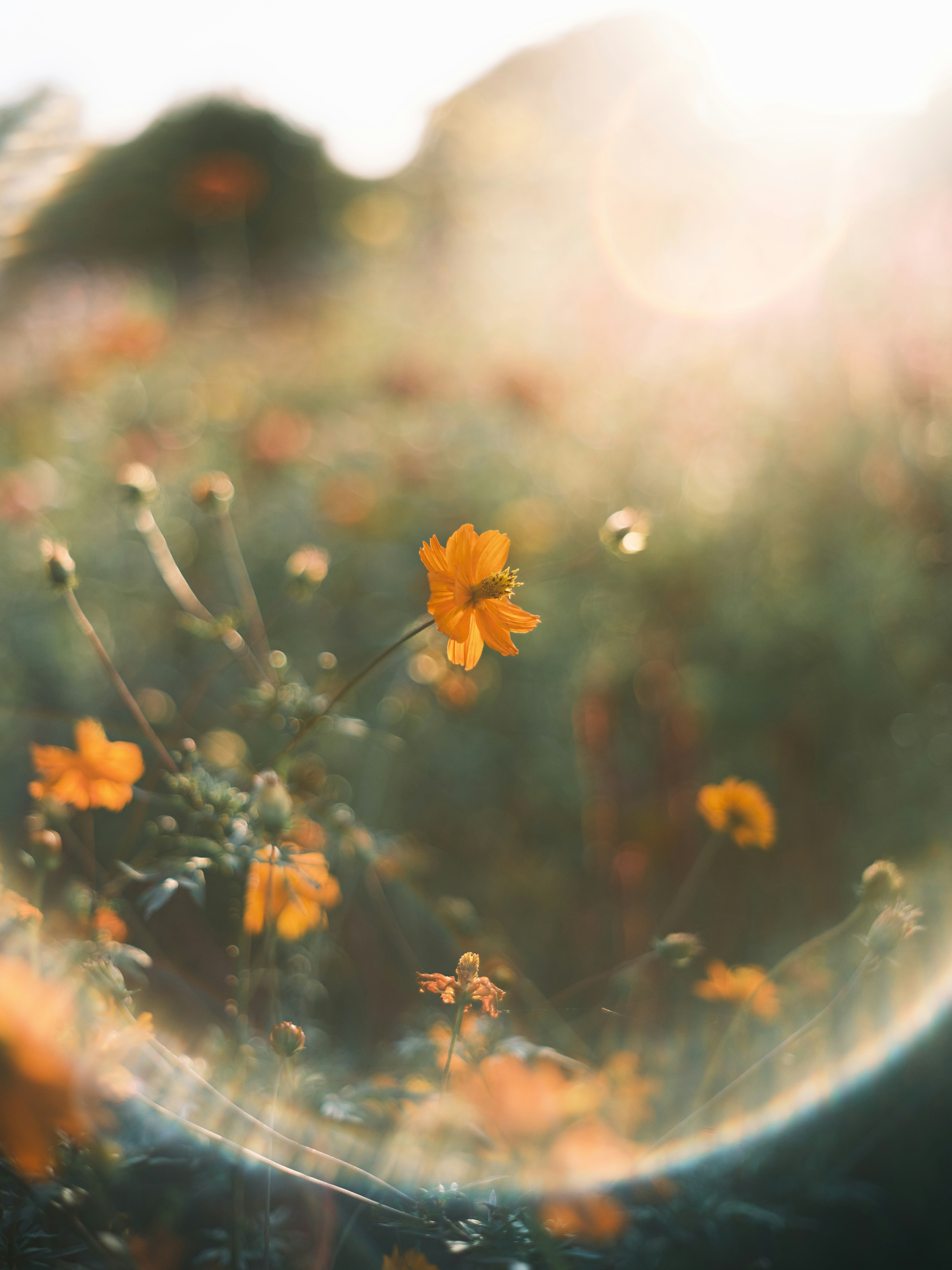 bunga liar oranye di padang rumput yang terkena sinar matahari dengan bokeh lembut berlawanan cahaya