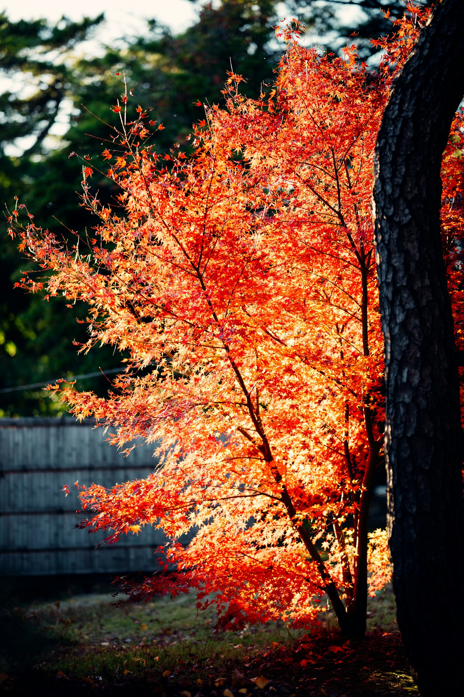 Foglie arancioni vivaci su un albero con un tronco d'albero sullo sfondo