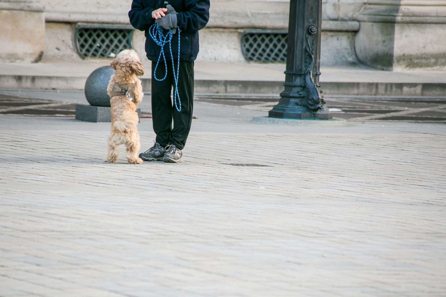 A person standing with a dog on a leash in a public square