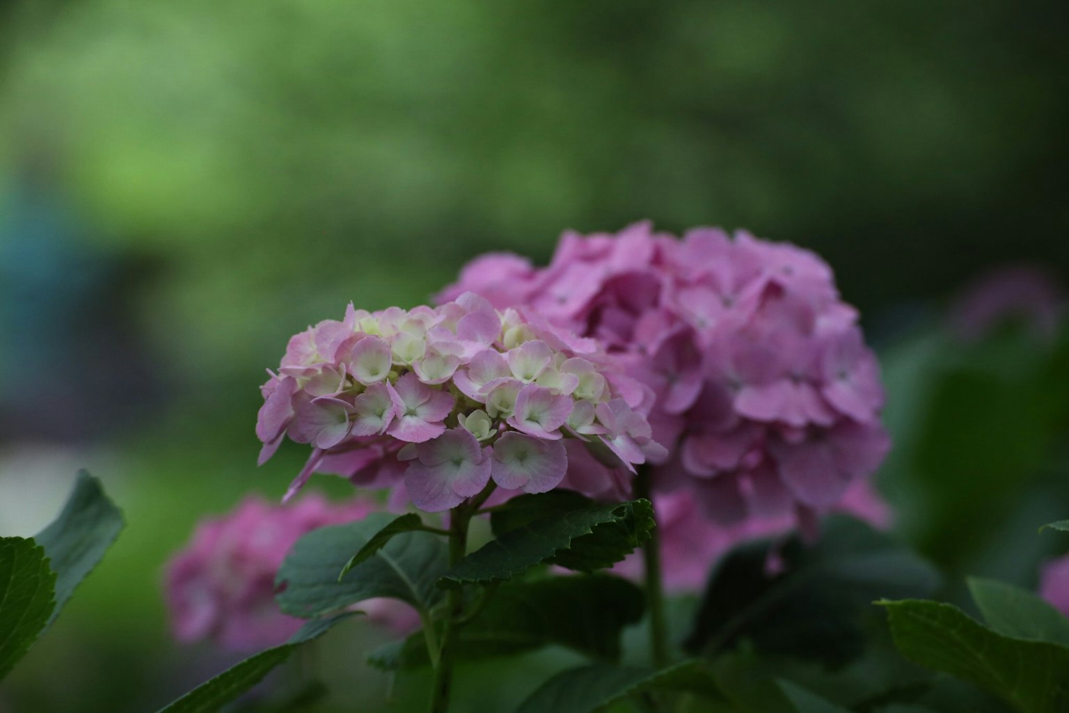 Pink and cream hydrangea flowers stand out against a green background