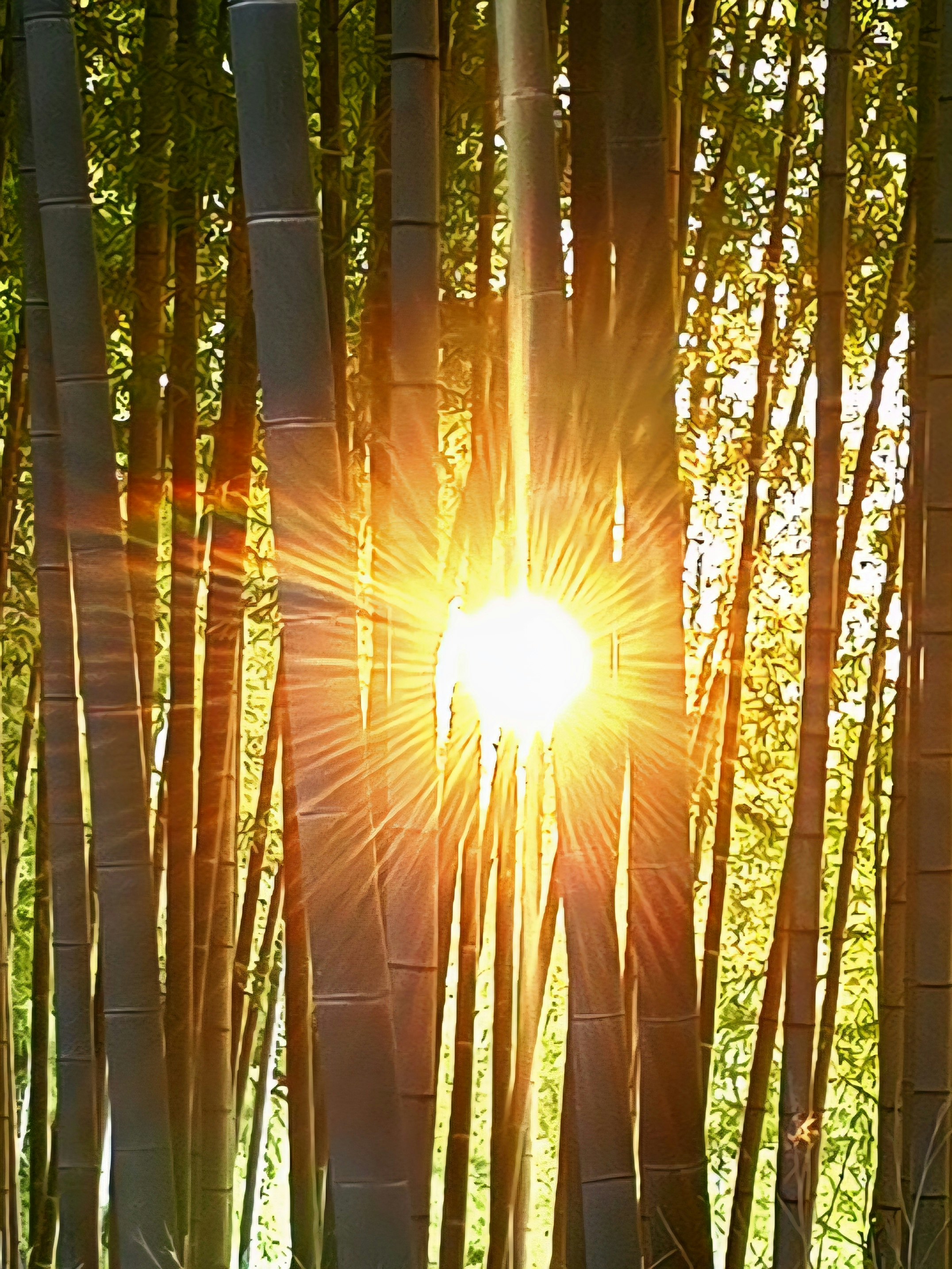 竹林の光が差し込む幻想的な夕日