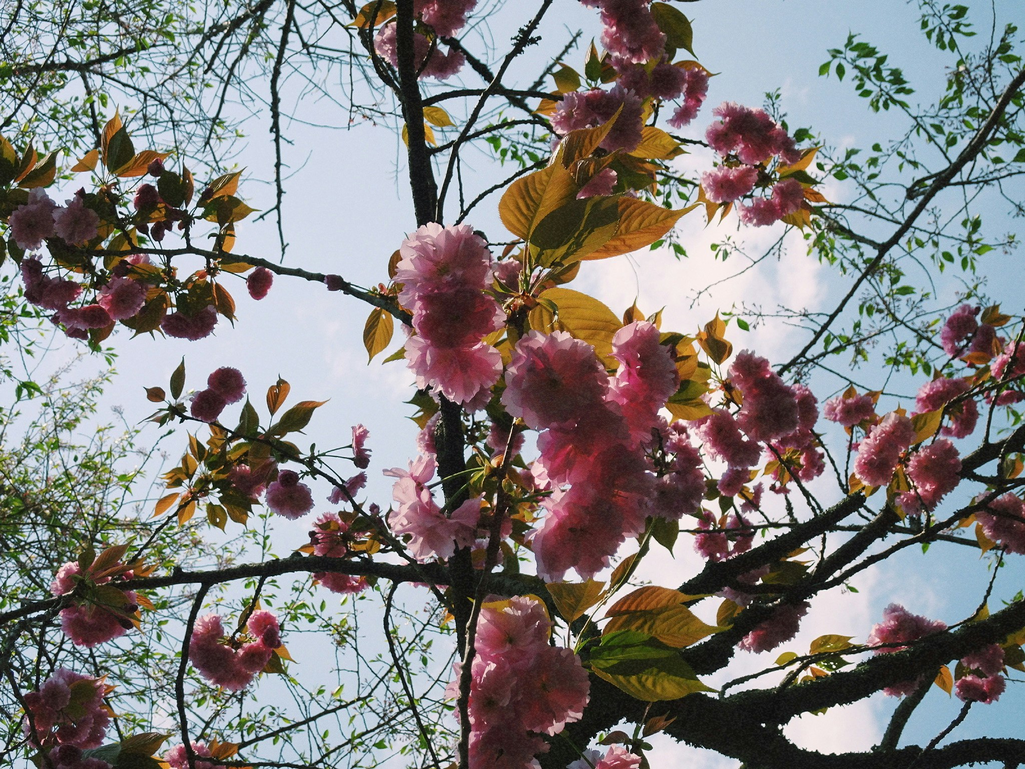 桜のような花が咲く枝と青空の見上げ景色