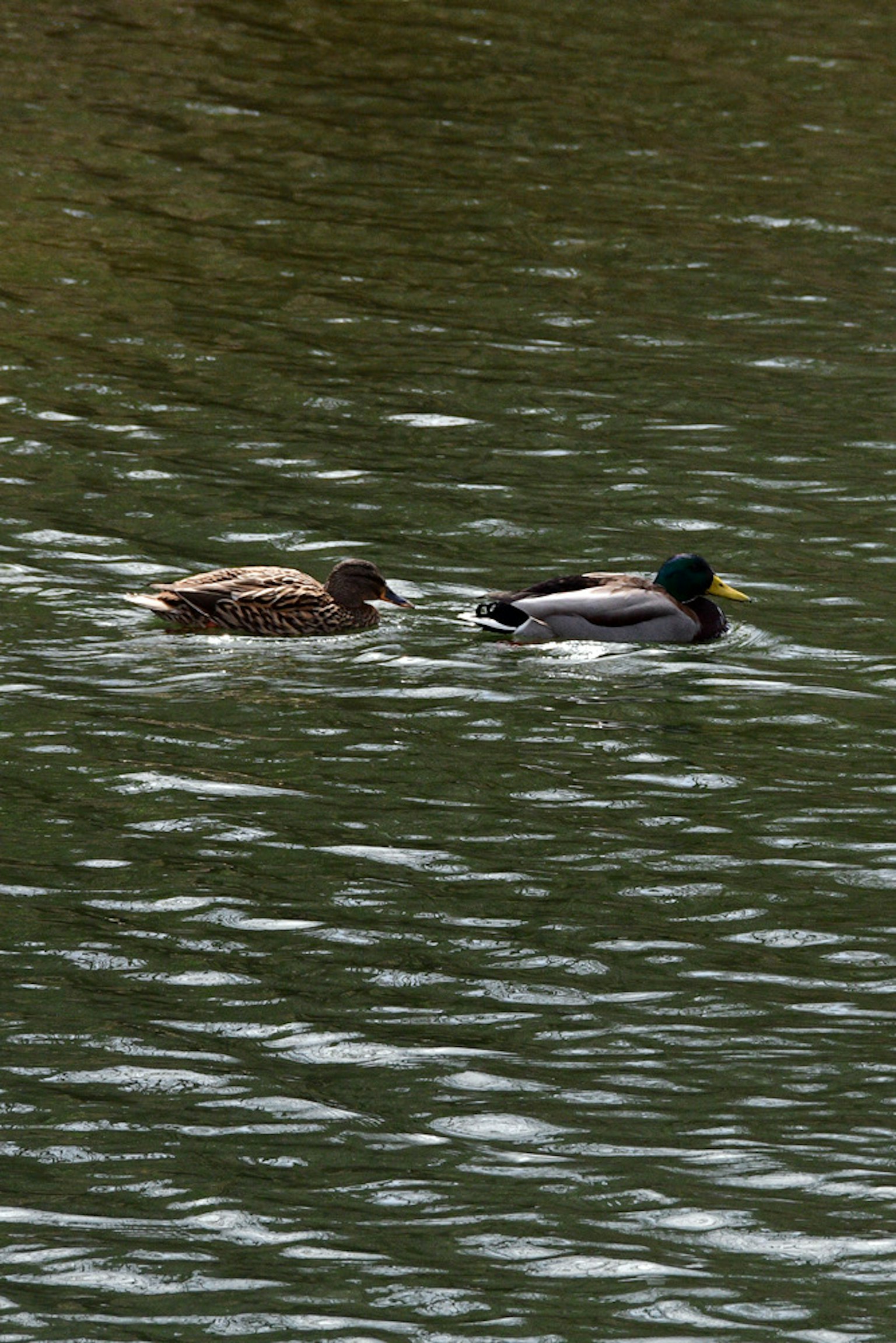 Dos patos nadando en el agua uno es marrón con patrones y el otro tiene una cabeza negra y verde